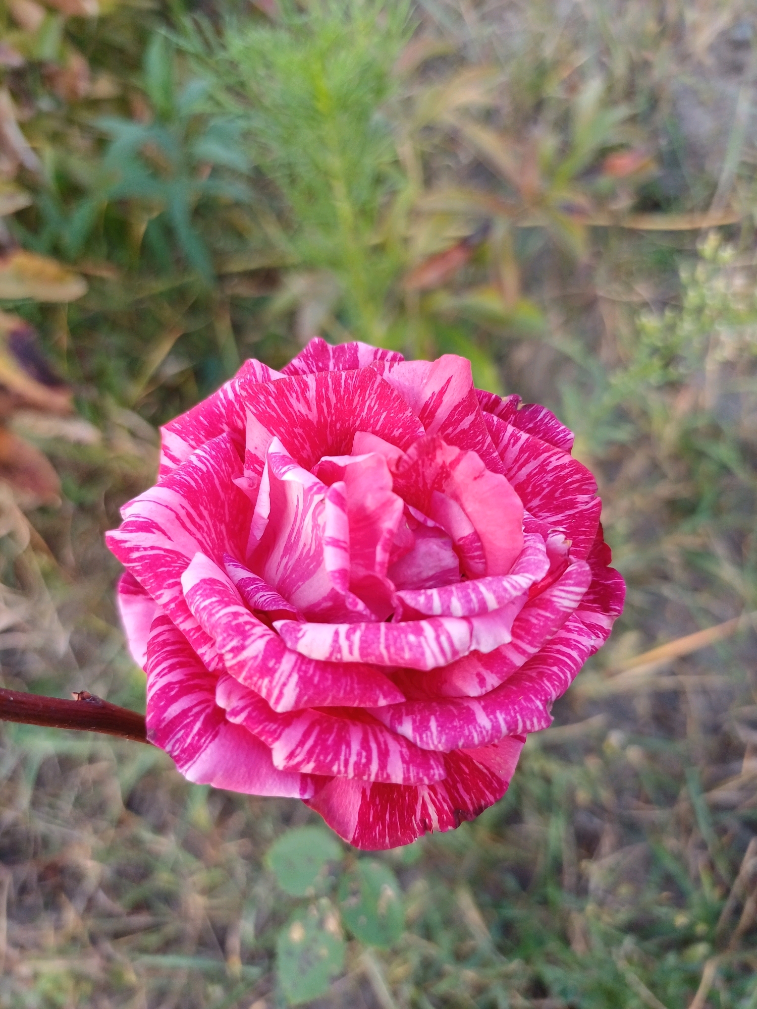 The image shows a close-up of a pink and white striped rose in the village of Sulymivka, Ukraine. The rose is in full bloom and its petals are layered and ruffled. The background is blurred, showing green foliage and dry leaves, suggesting an outdoor setting. A thin brown branch extends from the left side of the frame, with the rose attached to it. The lighting is soft, indicating it may be morning or late afternoon.