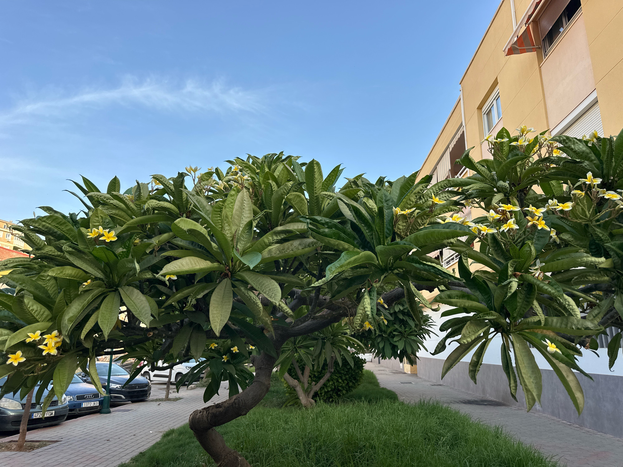 A frangipani tree with yellow and white flowers is in the foreground, casting a shadow on a sidewalk and grass. Cars are parked along the sidewalk. A yellow building with awnings is in the background. The sky is blue with a few wispy clouds. The scene appears to be in Málaga, Spain.
