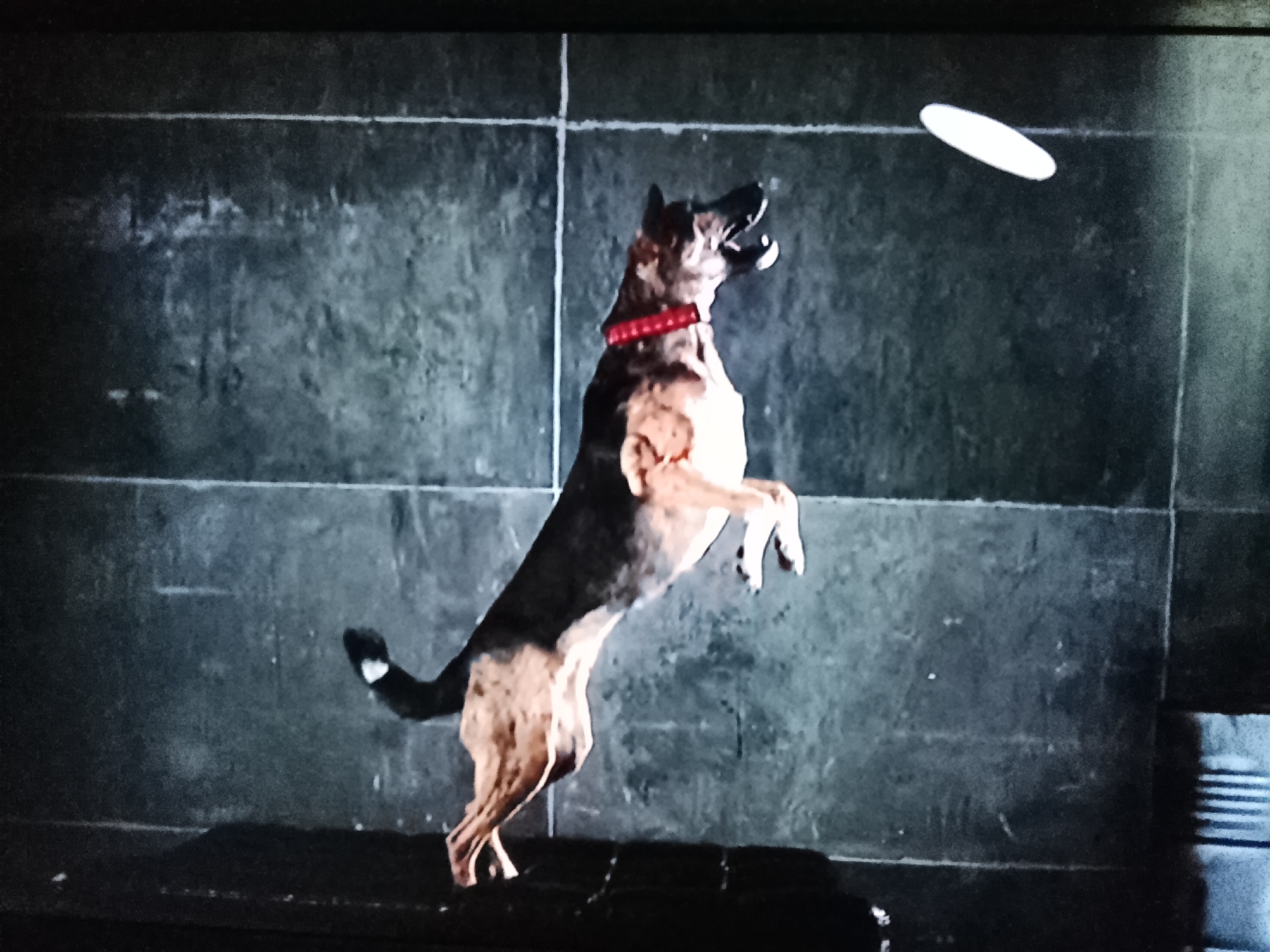 A German Shepherd dog leaps in the air, attempting to catch a white frisbee. The dog is wearing a red collar with white accents. Its mouth is open, as if in anticipation of catching the frisbee, which is visible in the upper right portion of the frame, mid-flight. The background appears to be a tiled wall, possibly in an indoor setting or an outdoor urban environment. The lighting suggests it could be daytime, but there are no clear indicators of natural light. The dog's posture conveys athleticism and focus on the task of catching the frisbee. The overall scene is dynamic and captures a moment of play or training.