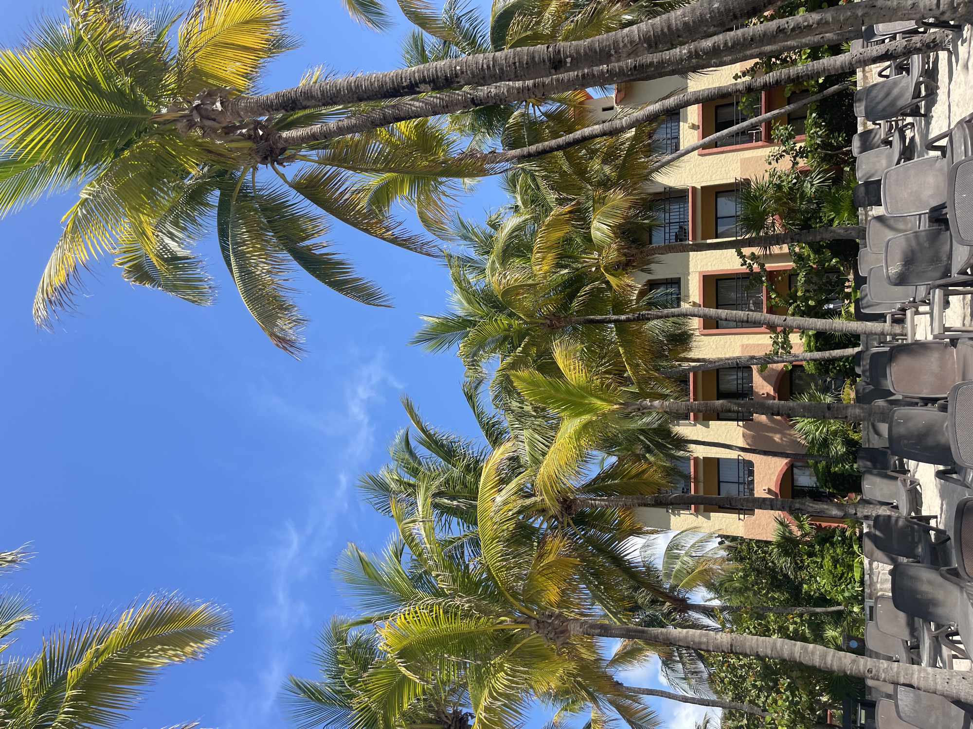 The image shows a row of palm trees lining the exterior of a building with tan walls and maroon trim in Playa del Carmen, Mexico. Dark gray chairs are stacked and lined up along the edge of a patio or pool area. The sky is blue with wispy clouds visible through the palm trees. The image is taken from a slightly upward angle, looking at the trees and building.