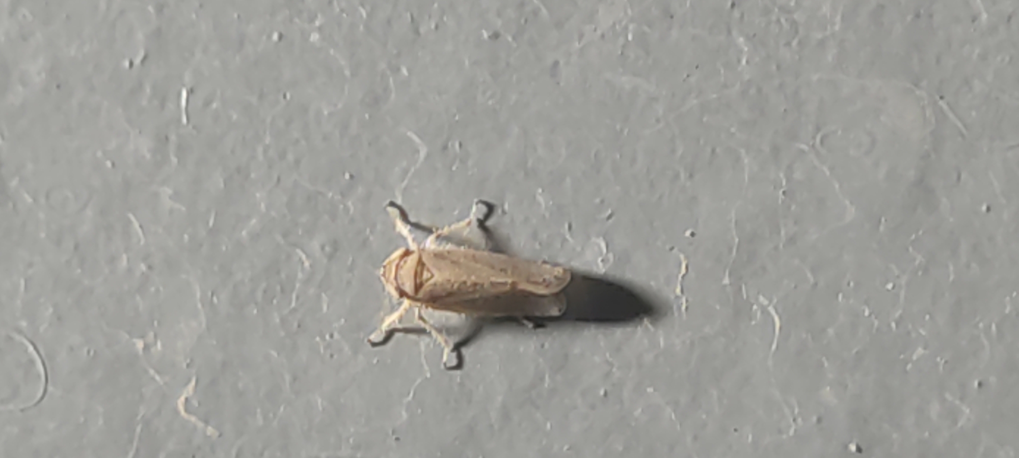 A light brown insect, possibly a leafhopper, is positioned on a textured gray surface, casting a dark shadow beneath it. The insect is oriented with its head pointing upwards and its legs spread outwards, gripping the surface. The gray surface exhibits a rough, slightly uneven texture with subtle variations in shade. There are no other visible subjects, objects, or environmental features in the immediate vicinity. The location is described as Shaydon Town, Tajikistan, though this is not discernible from the image itself.