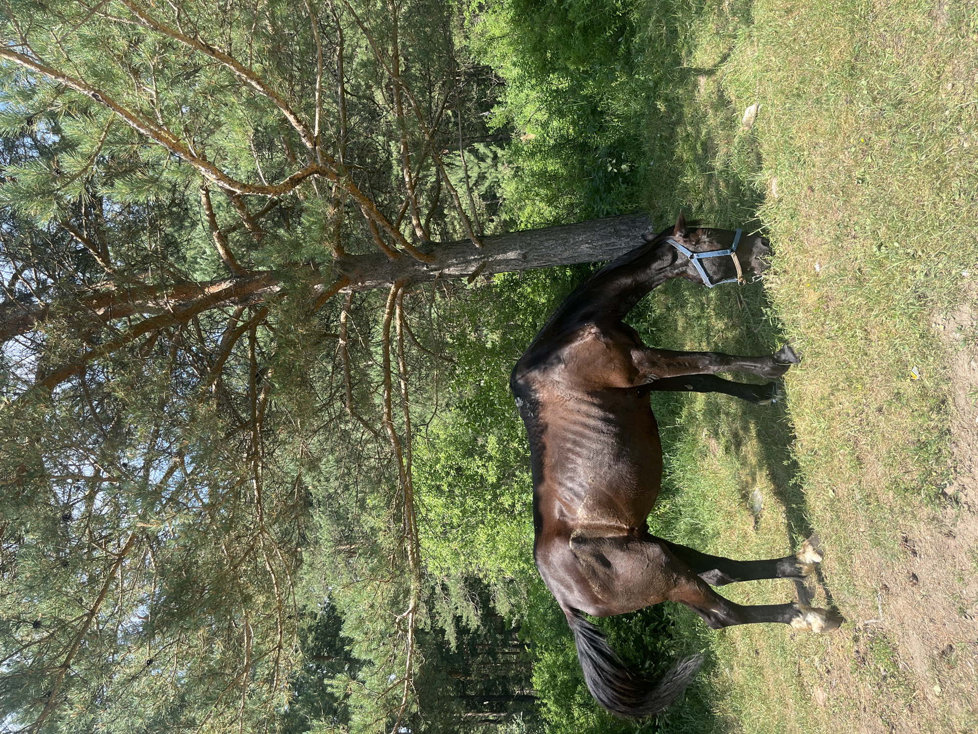 A dark brown horse with a visible ribcage, wearing a blue halter, is grazing in a grassy clearing under the shade of a large pine tree. The horse's head is lowered to the ground, and its tail is extended. The environment is a forest with dense green foliage and pine trees. The lighting suggests it is daytime. The location is stated to be in the city of Ridder, Kazakhstan.