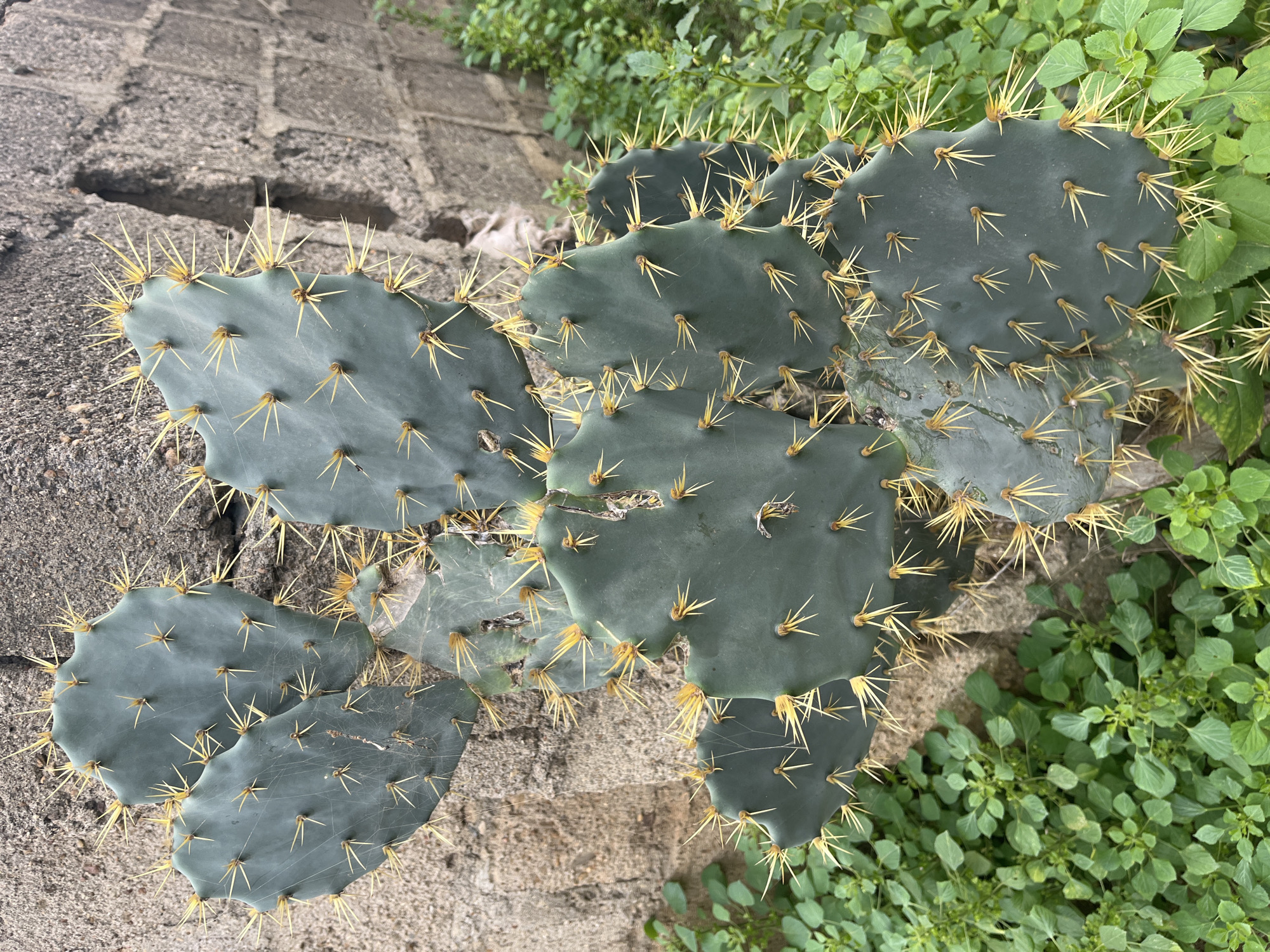 A prickly pear cactus, with flattened, blue-green pads covered in sharp, yellow spines, grows against a rough, grey concrete wall. The cactus is situated in Keffi, Nigeria, as indicated by the context. Surrounding the base of the cactus is a dense growth of small, green leafy plants. The overall scene is an outdoor, naturalistic setting with a man-made structure providing a backdrop.