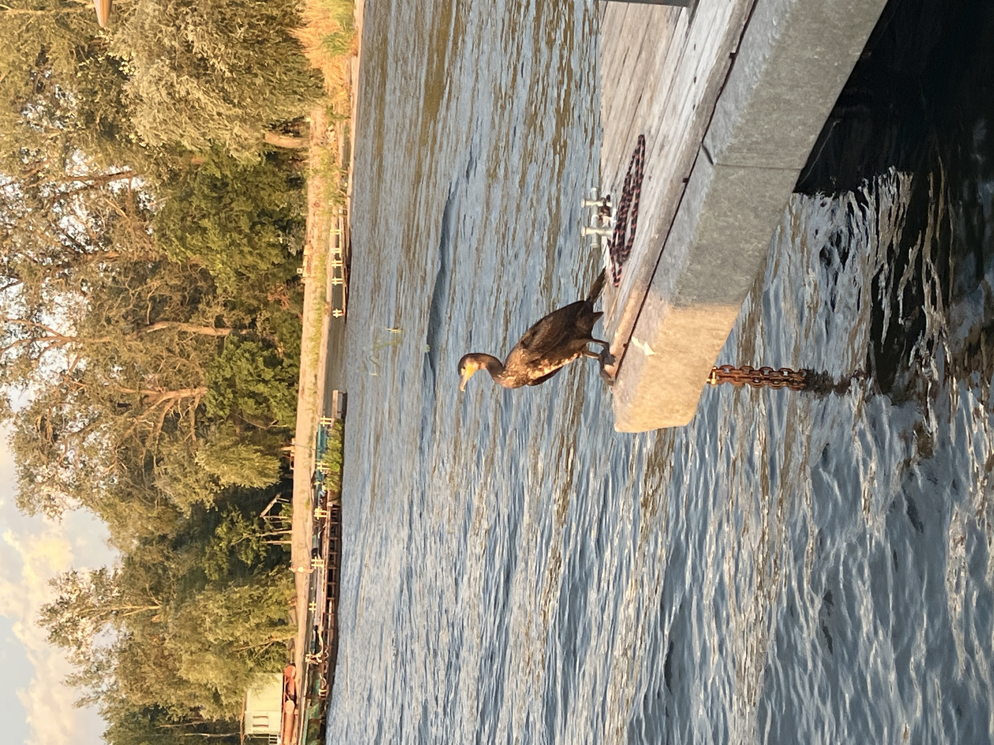 The image depicts a cormorant perched on the edge of a wooden dock that extends into a body of water. The water is rippling, reflecting the sky and surrounding trees. In the background, a treeline of various green deciduous trees forms the shore, with a small white building visible on the left. Several other docks or floating structures are present in the water further out. The lighting suggests it is late afternoon or early evening, with warm light illuminating the scene. There are no people visible in the image. The location is identified as Shumeika, Russia.