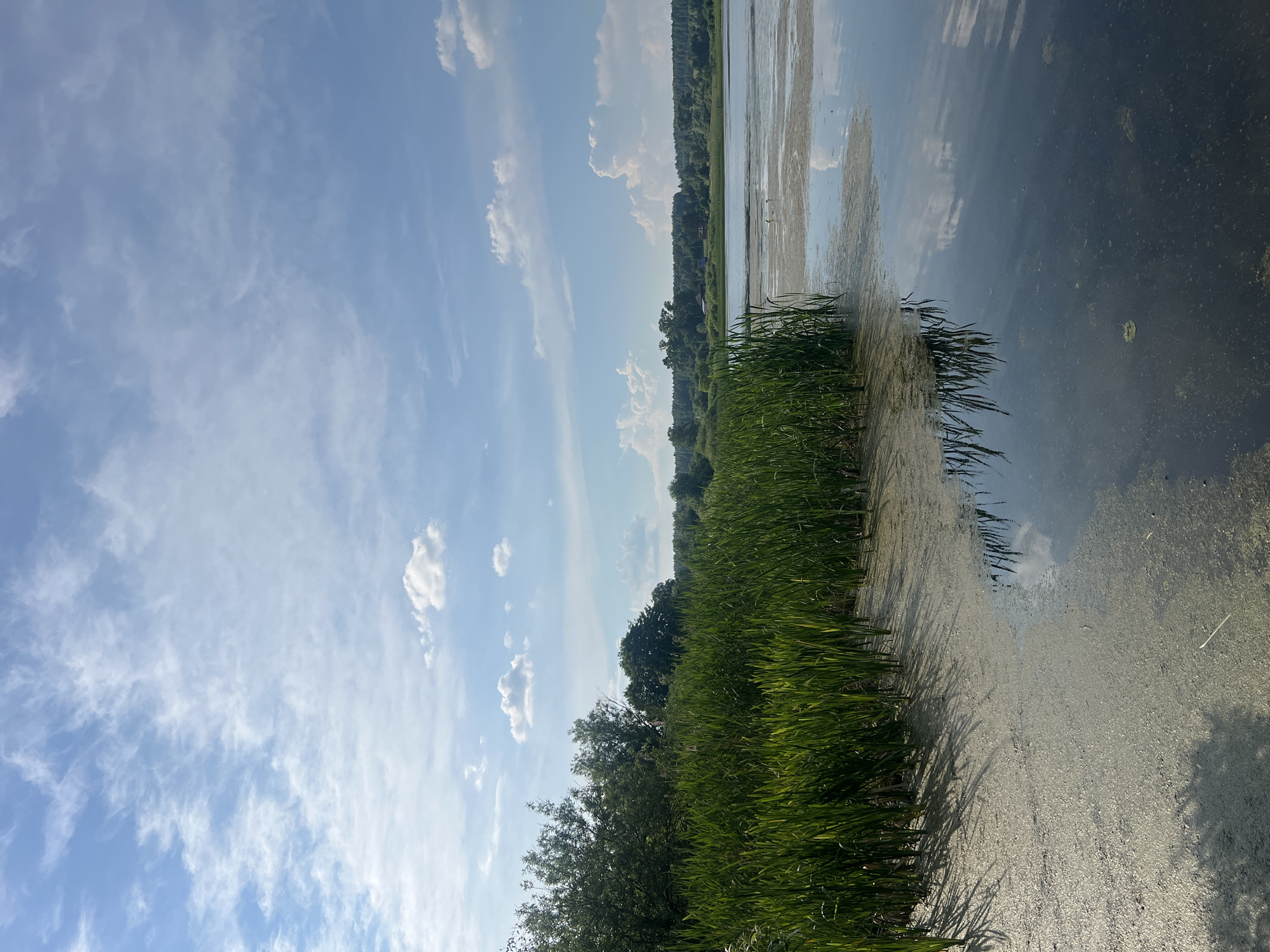 The image shows a natural landscape scene, likely a lake or marshland, with lush green reeds in the foreground. The water is calm and reflects the sky and surrounding trees. The sky is blue with scattered white clouds. A dense line of trees forms the background, suggesting a rural or undeveloped area. There are no people or man-made structures visible in this frame. The overall impression is one of natural tranquility.