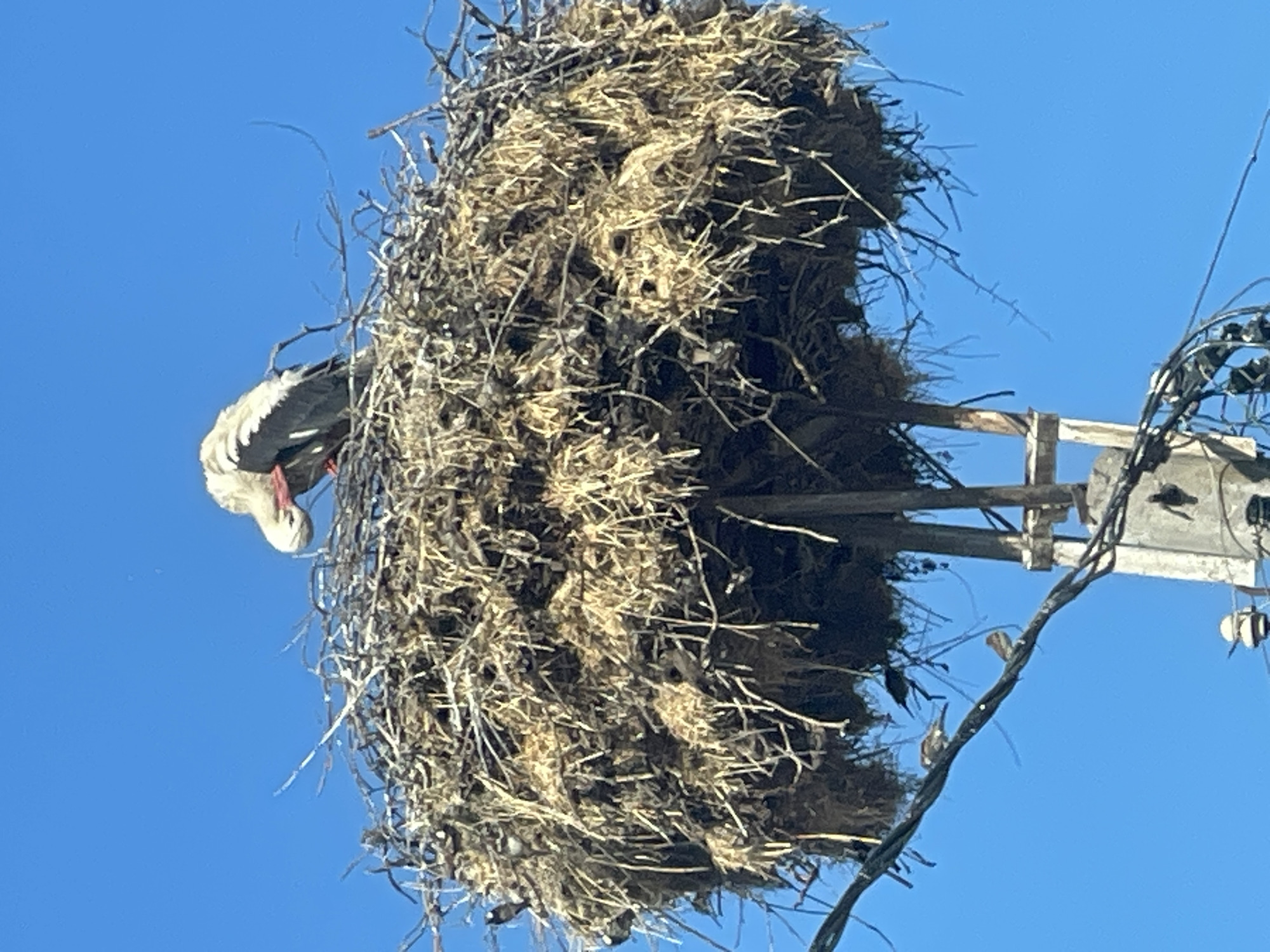 This close-up image shows a very large bird's nest, likely belonging to a stork, perched high against a clear, bright blue sky. The nest is massive and appears to be constructed from an dense collection of branches, twigs, and what looks like straw or hay, forming a somewhat cylindrical or conical shape.
A single white stork is partially visible on the left side of the nest. Its body is predominantly white, with black flight feathers visible on its folded wing. The stork's head is bent downwards towards the nest, revealing its long, reddish beak. Its long, reddish legs are also visible. The bird appears to be either tending to the nest, resting, or looking inside.
The nest is built on an artificial structure, which appears to be a wooden utility pole or a specially designed platform, with parts of wooden beams and what seem to be electrical wires or cables visible on the right side of the image. The clear, vibrant blue sky suggests a sunny day with no clouds, indicative of good weather during daytime. The scene is typical for White Storks often found nesting on man-made structures in areas like Kamchiya, Bulgaria. No text is visible in the image.