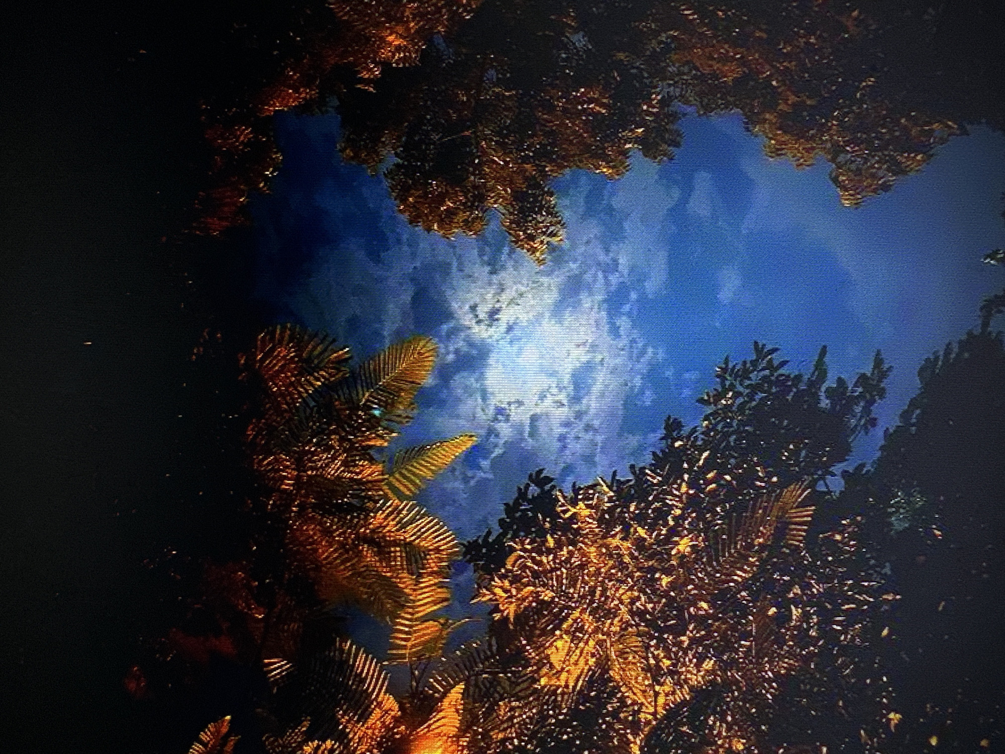 The image displays a nighttime view looking up through the branches of trees towards a bright, cloudy sky. The moon is partially obscured by clouds, creating a luminous effect in the center of the frame. The leaves of the trees are illuminated by an unseen light source, giving them a warm, golden-orange hue. The foliage creates a natural frame around the sky. The scene suggests an outdoor environment in a city, though no specific landmarks or individuals are visible.