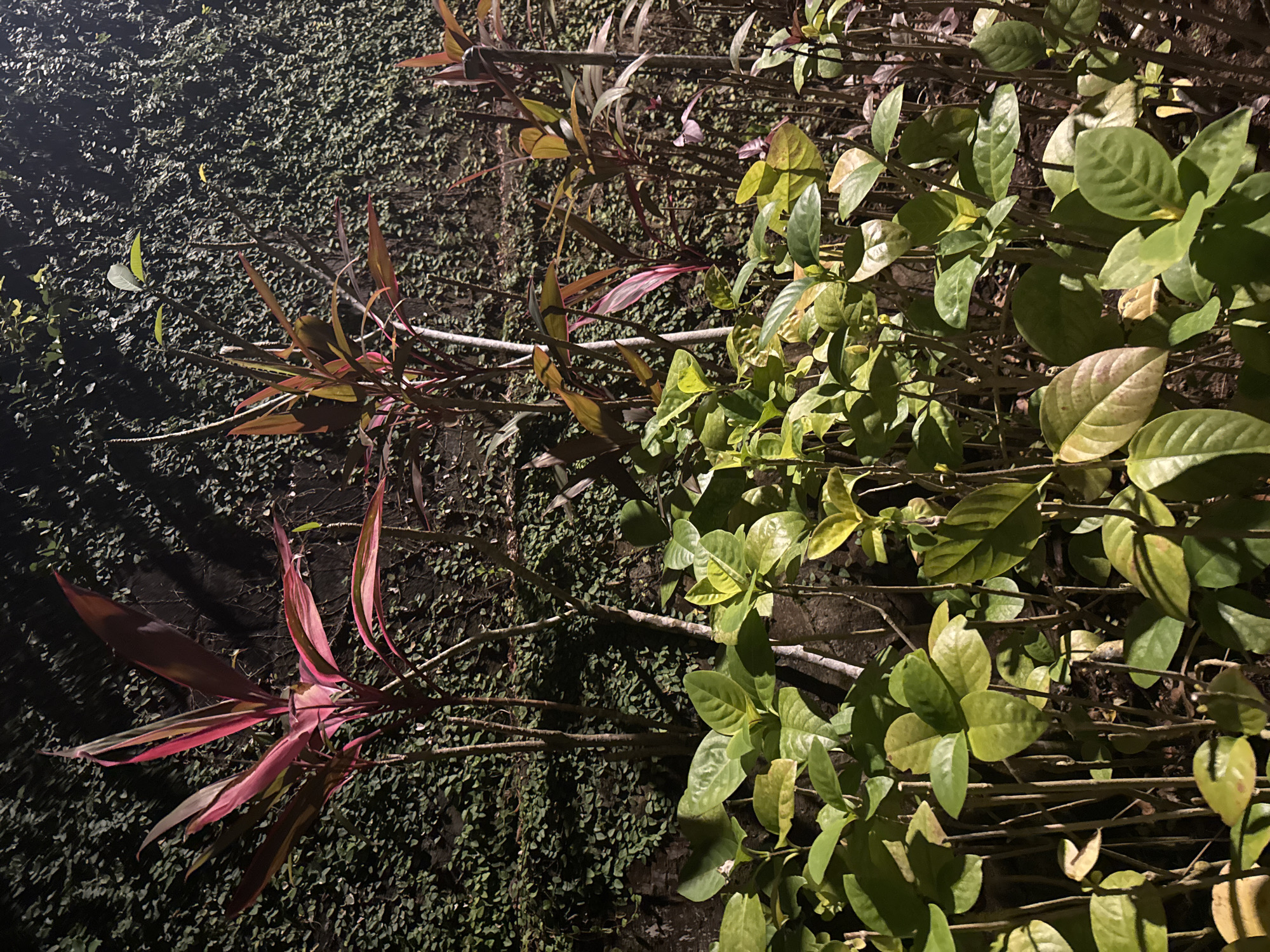 The image shows a wall covered in green climbing plants, with two distinct types of vegetation growing in front of it. On the left, there is a plant with red and green pointed leaves. On the right, there is a bush with broad, rounded green leaves. The lighting suggests it is nighttime.