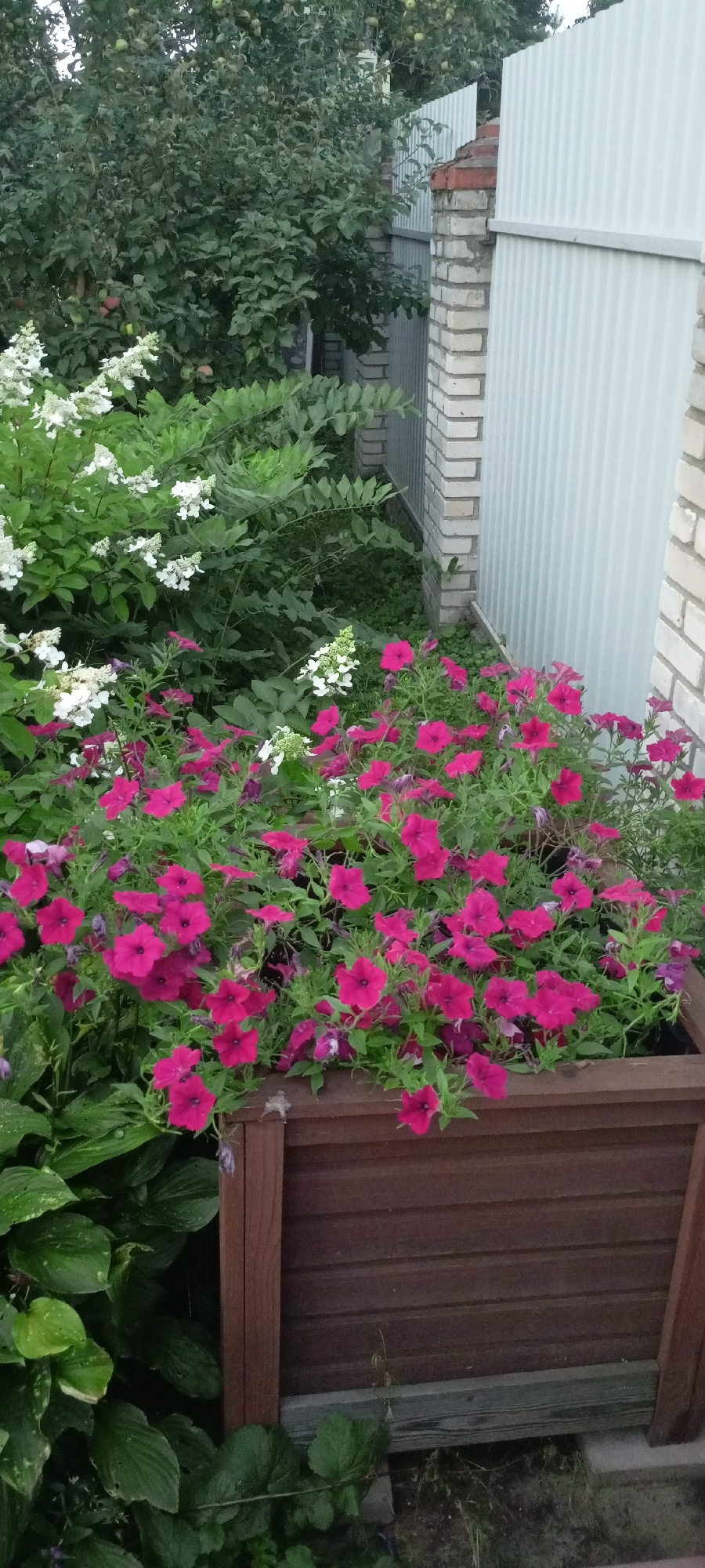 The image shows a garden planter box filled with bright pink petunias. The planter is made of dark brown wood with horizontal slats and is positioned outdoors. In the background, there is lush green foliage and some white flowers, likely hydrangeas. To the right of the planter, a brick pillar and a light-colored corrugated metal fence are visible, suggesting a property boundary. The overall scene depicts a well-maintained outdoor garden area, possibly a residential yard in the Zyuzino district of Moscow, Russia. There are no people or animals visible in the image.