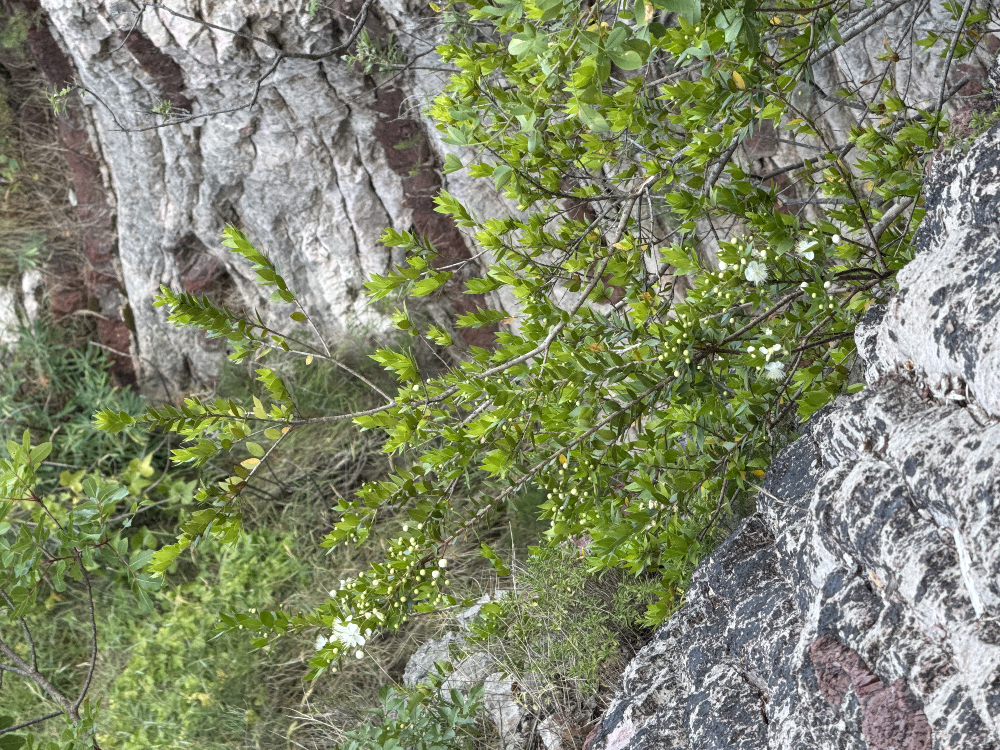 A close-up, eye-level shot captures a flowering plant with small white blossoms and numerous green buds growing in a rocky, outdoor environment. The plant's vibrant green leaves and delicate flowers are juxtaposed against a backdrop of layered, textured rock formations. Some of these rocks display distinct reddish-brown strata, suggesting a geological context. The surrounding environment appears natural and uncultivated, with hints of dry grasses and other greenery. The image was taken in Rafailovići, Montenegro.