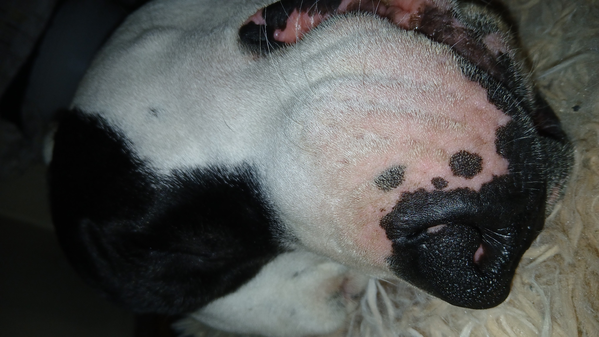 Close-up view of a dog's face. The dog has white fur with a black patch on the left side and black spots near the nose, which is also black. The dog appears to be lying down, possibly sleeping. The background is out of focus, showing a blurred, light-colored surface. No identifiable location is visible. No people or actions are evident.