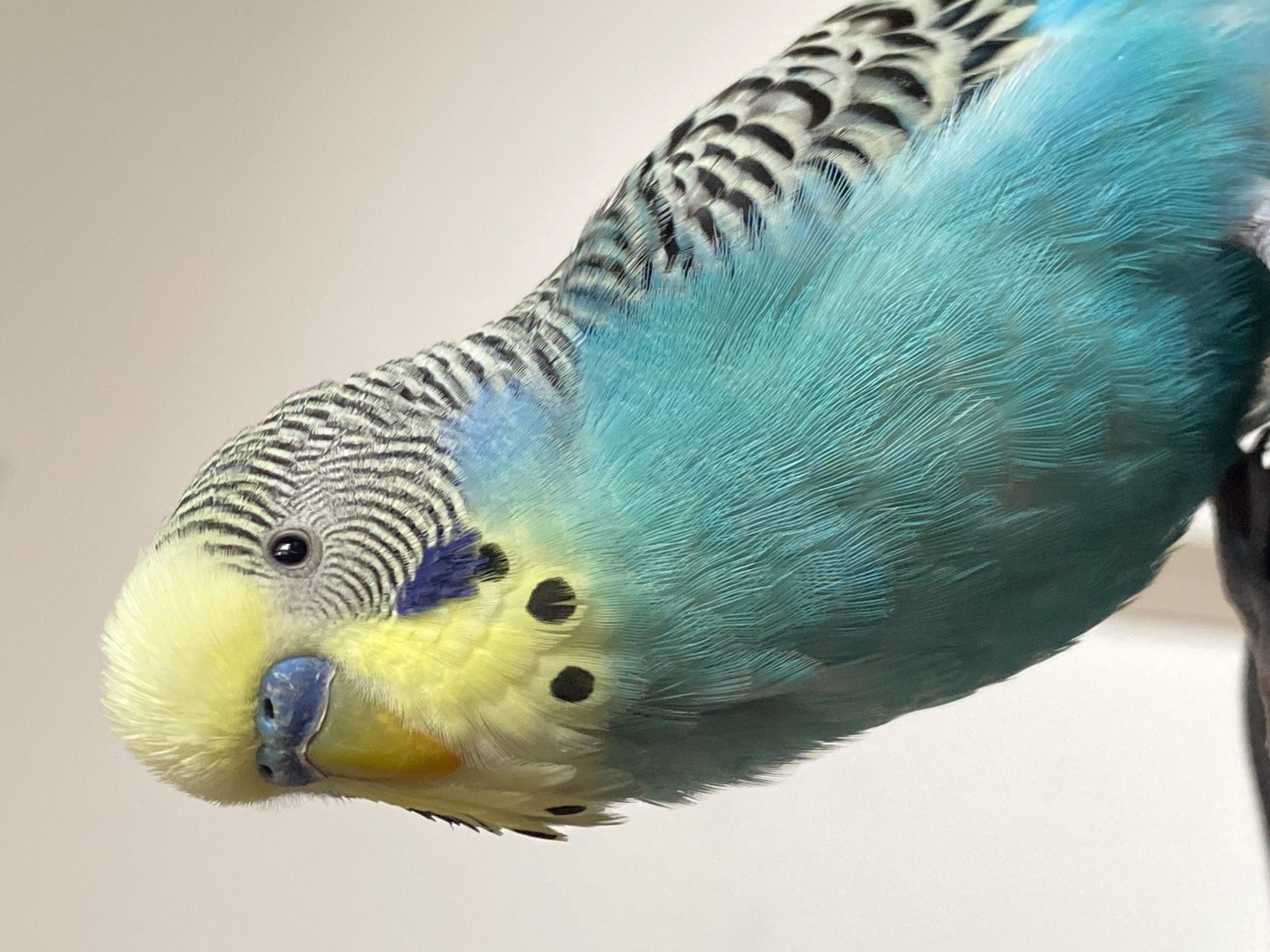 A close-up shot of a blue and yellow budgerigar. Its head is tilted downwards, showing its yellow face, blue beak, and patterned black and white head feathers. Its body is blue. The background is a plain, light color.
