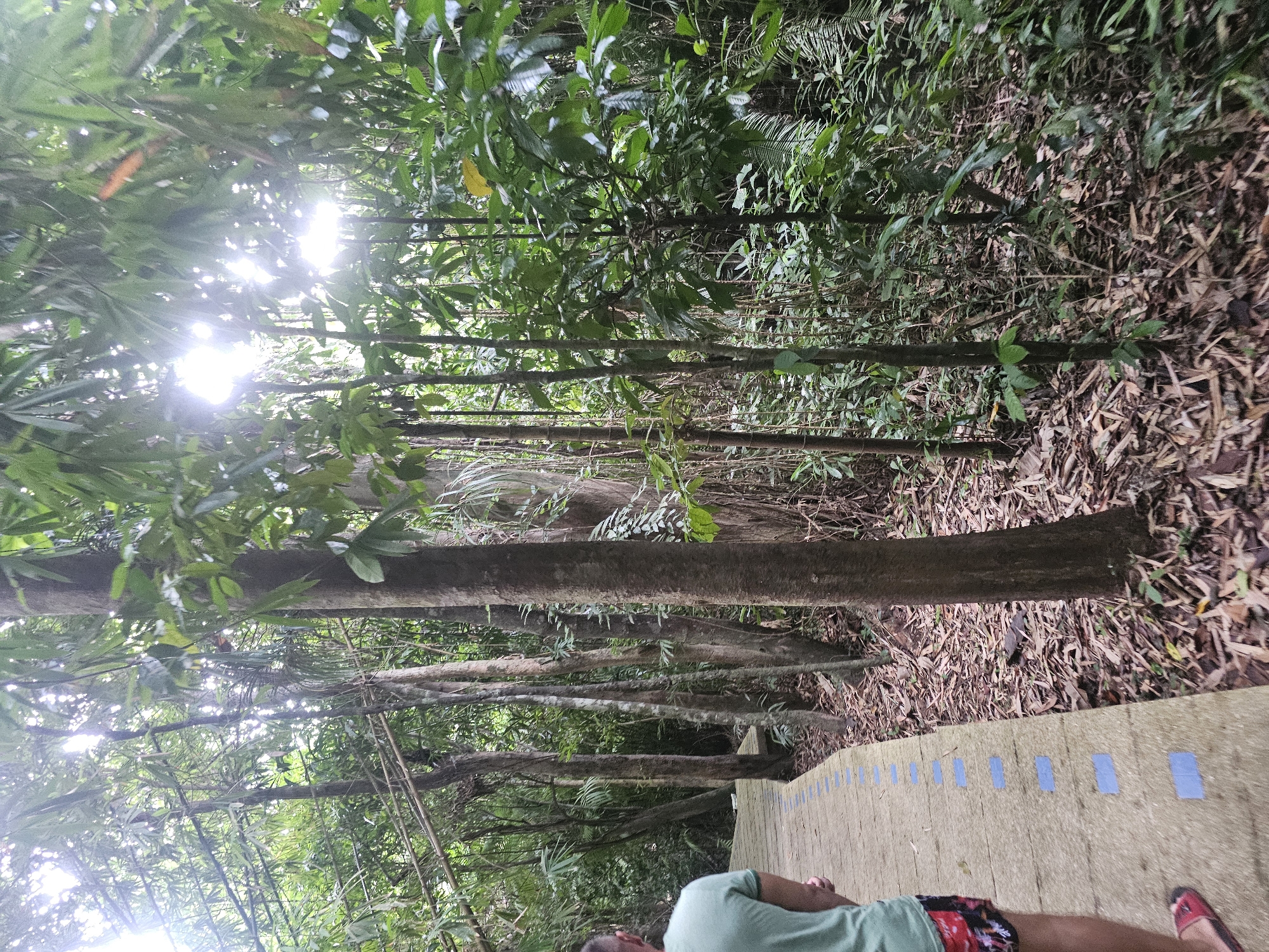 An eye-level, medium shot captures a person's back as they walk on a paved pathway through a lush, green forest in Tambon Khlong Thom Nuea, Thailand. The pathway, made of concrete with a pattern of blue rectangular markers, curves to the left and is lined with fallen leaves and foliage. Tall trees with thick trunks and dense green leaves dominate the scene, with sunlight filtering through the canopy, creating a bright, almost hazy effect. The person, wearing a green t-shirt and patterned shorts, is walking away from the camera, towards the denser part of the forest. The environment suggests a tropical rainforest setting, likely a nature trail or park.