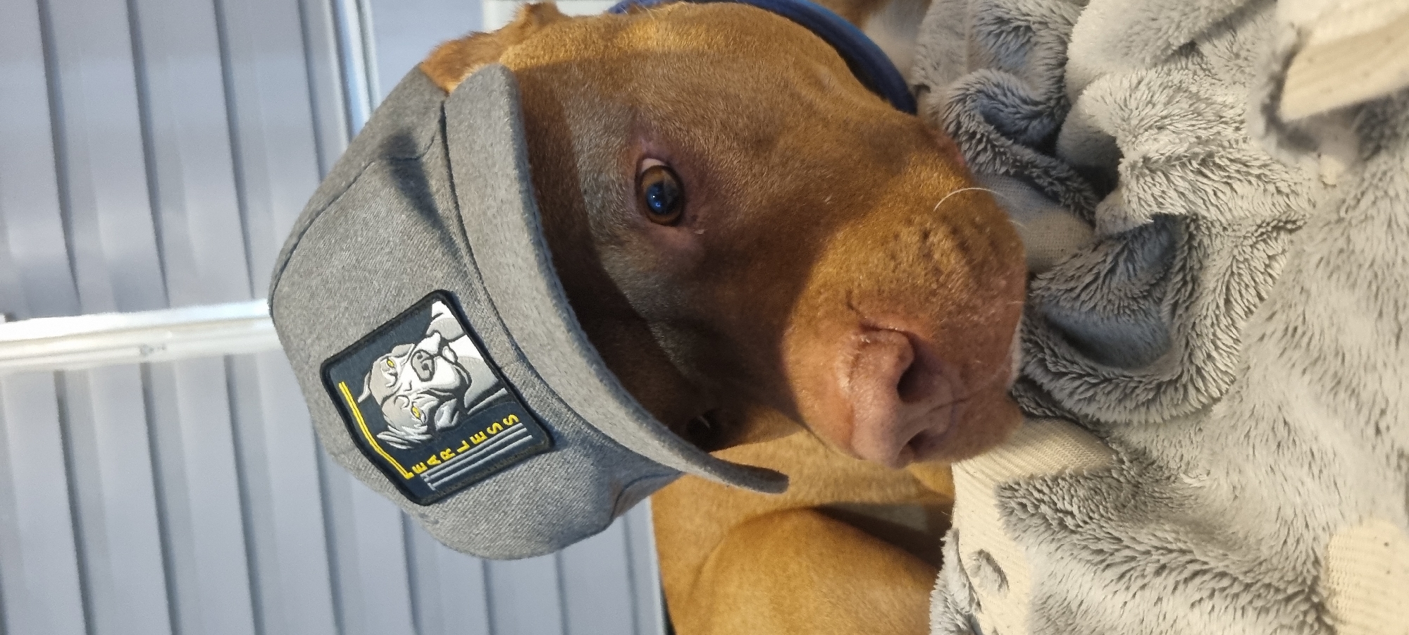 A close-up shows a brown dog wearing a gray baseball cap with a patch featuring a dog image and the word "FEARLESS" in yellow lettering. The dog is resting against a gray and white fluffy blanket. The background includes a vertical blind with white slats. The scene appears to be indoors. The location is Unknown, Unknown.