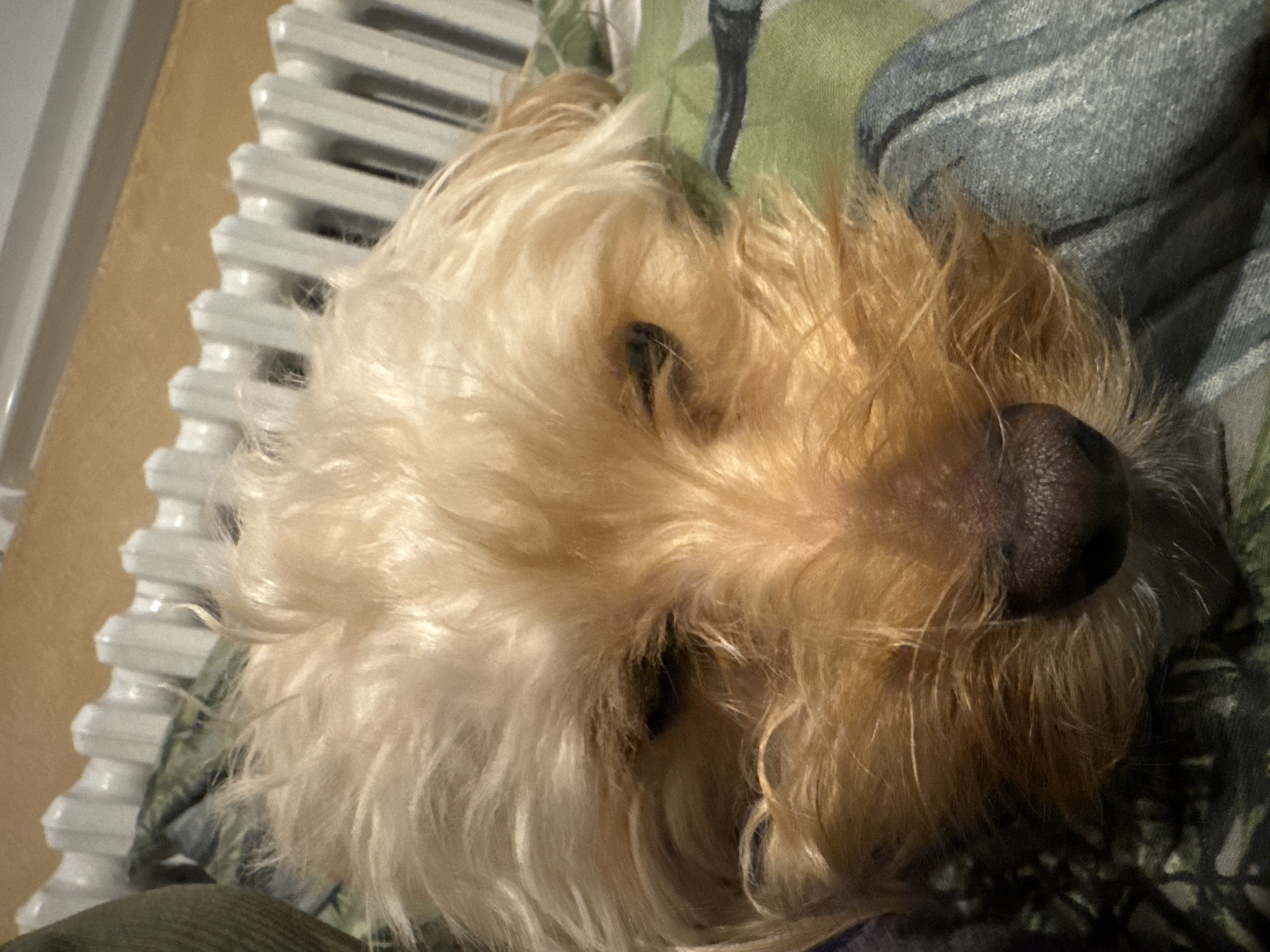 A close-up, rotated image captures the head of a small dog resting indoors. The dog, likely a terrier or similar breed, has shaggy fur in shades of cream, light blonde, and golden brown. Its dark, textured nose is prominent on the right side of the frame, slightly to the lower right. The dog's eyes are mostly concealed by its abundant fur, giving it a peaceful, relaxed appearance, suggesting it is sleeping or resting comfortably.
To the left of the dog's head, a white, ribbed radiator runs vertically, indicating an indoor, heated environment. A light brown or beige wall is visible between the radiator and the dog's fur. Behind and beneath the dog's head, a soft, patterned fabric, possibly a blanket or pillow, can be seen, featuring muted tones of green and blue with abstract or leafy designs. The lighting suggests an indoor setting, possibly with artificial light. No text is visible in the image. The overall impression is one of warmth and canine comfort.