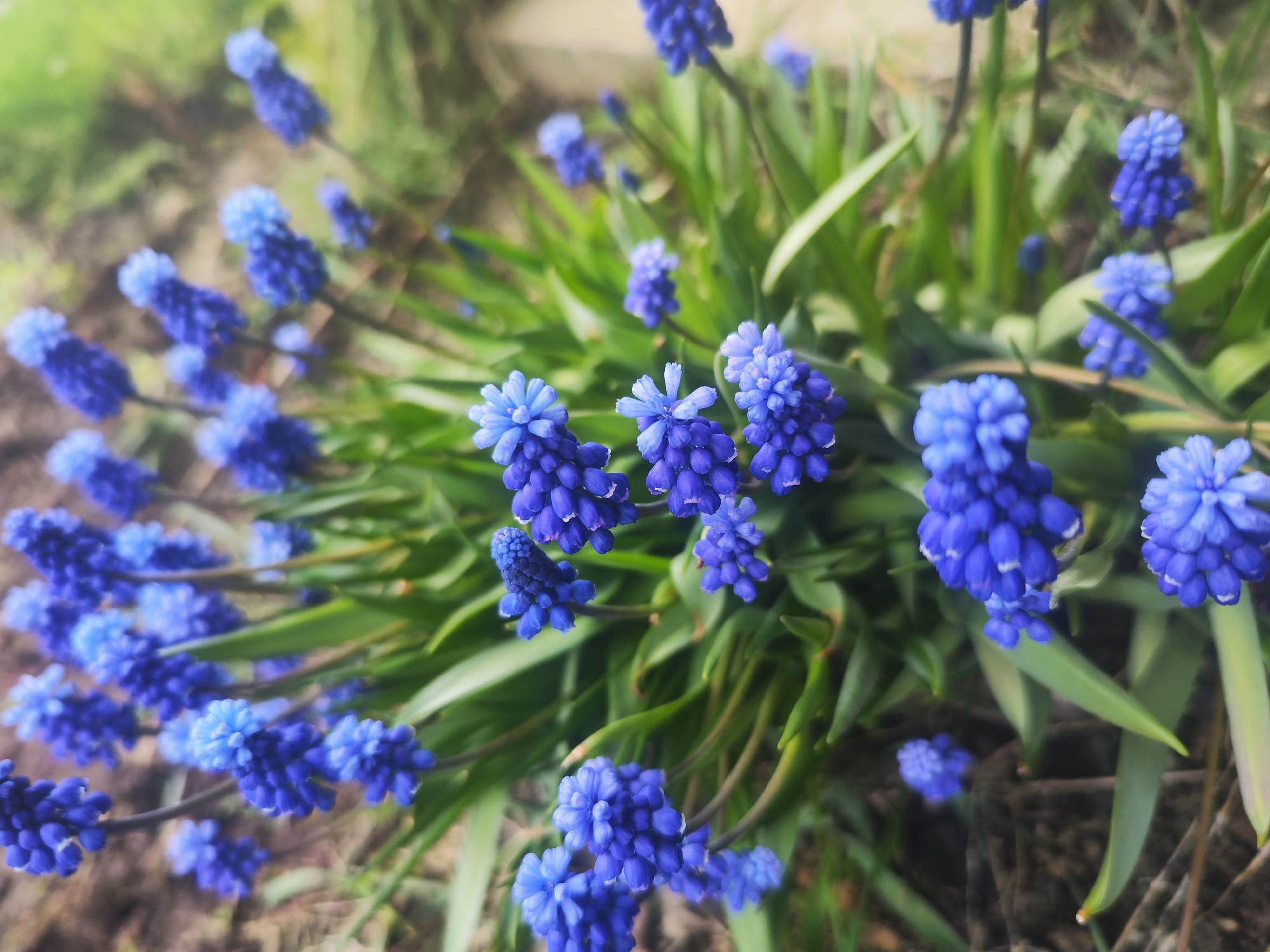 A close-up shot showcases a dense cluster of blue grape hyacinth flowers (Muscari) amidst green foliage. The setting appears to be outdoors, with the ground visible in the foreground. There is no evidence to indicate the location is specifically in Chaikovsky, Russia. The primary subjects are the grape hyacinth flowers and their surrounding vegetation. No people, actions, or interactions are visible in the scene. The environment appears to be a garden or natural area with soil and plant life.