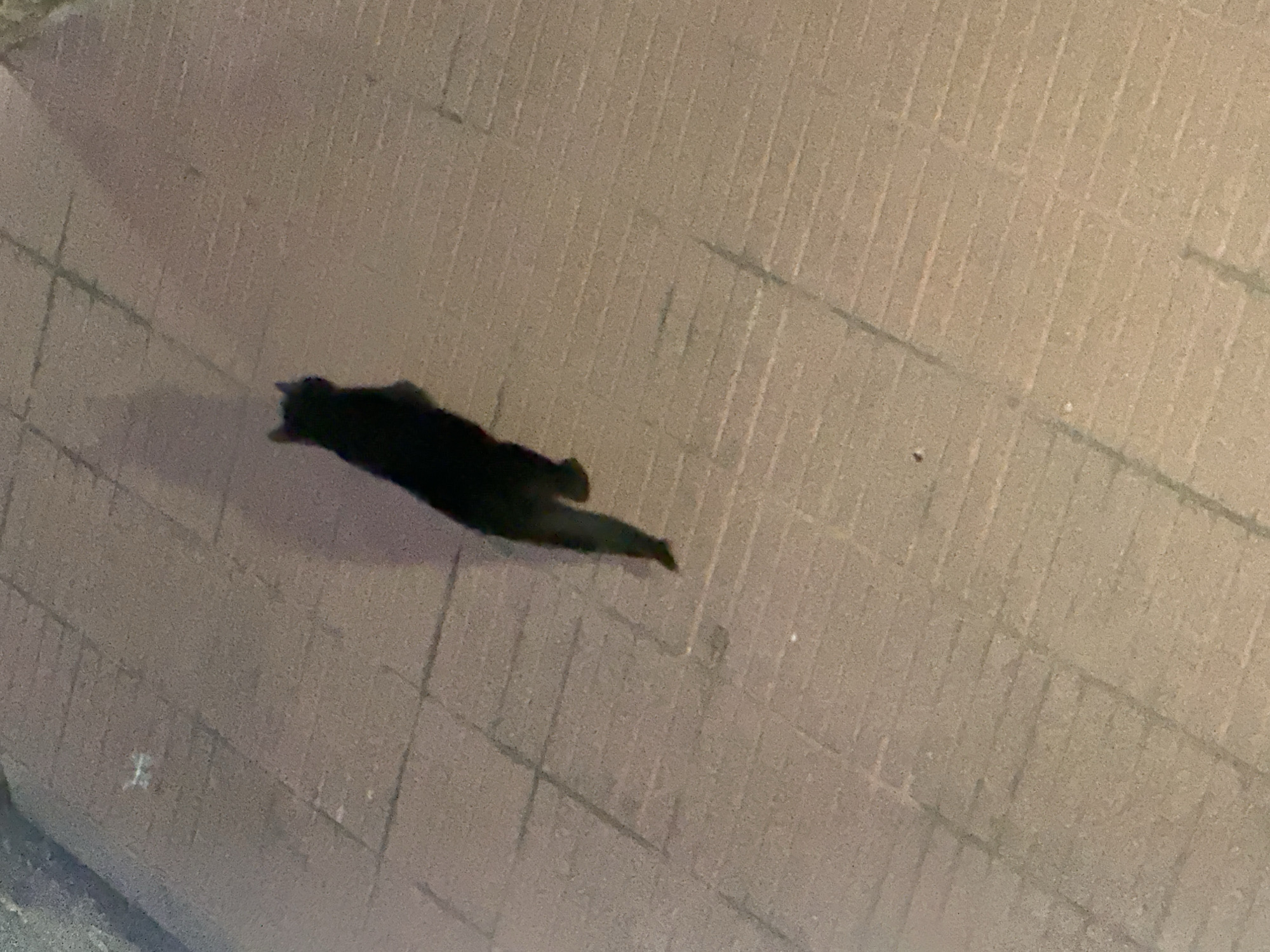 A black cat is lying on a tiled surface. The surface is composed of light-colored rectangular tiles. The location information is not present in the image, and cannot be determined from the content of the image itself.