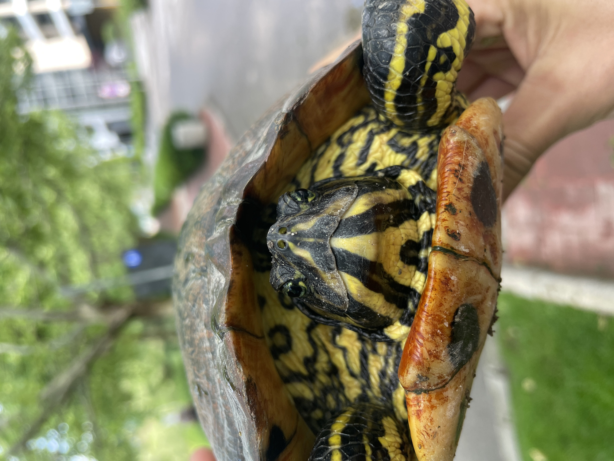 A close-up photograph shows a turtle being held in a person's hand. The turtle has a yellow and black patterned neck, head, and legs. The turtle's shell is a mix of brown and yellow hues. The background is blurry, but it appears to be an outdoor setting. Based on the greenery and the building in the background, there is no information to determine the specific location in Sofia, Bulgaria.