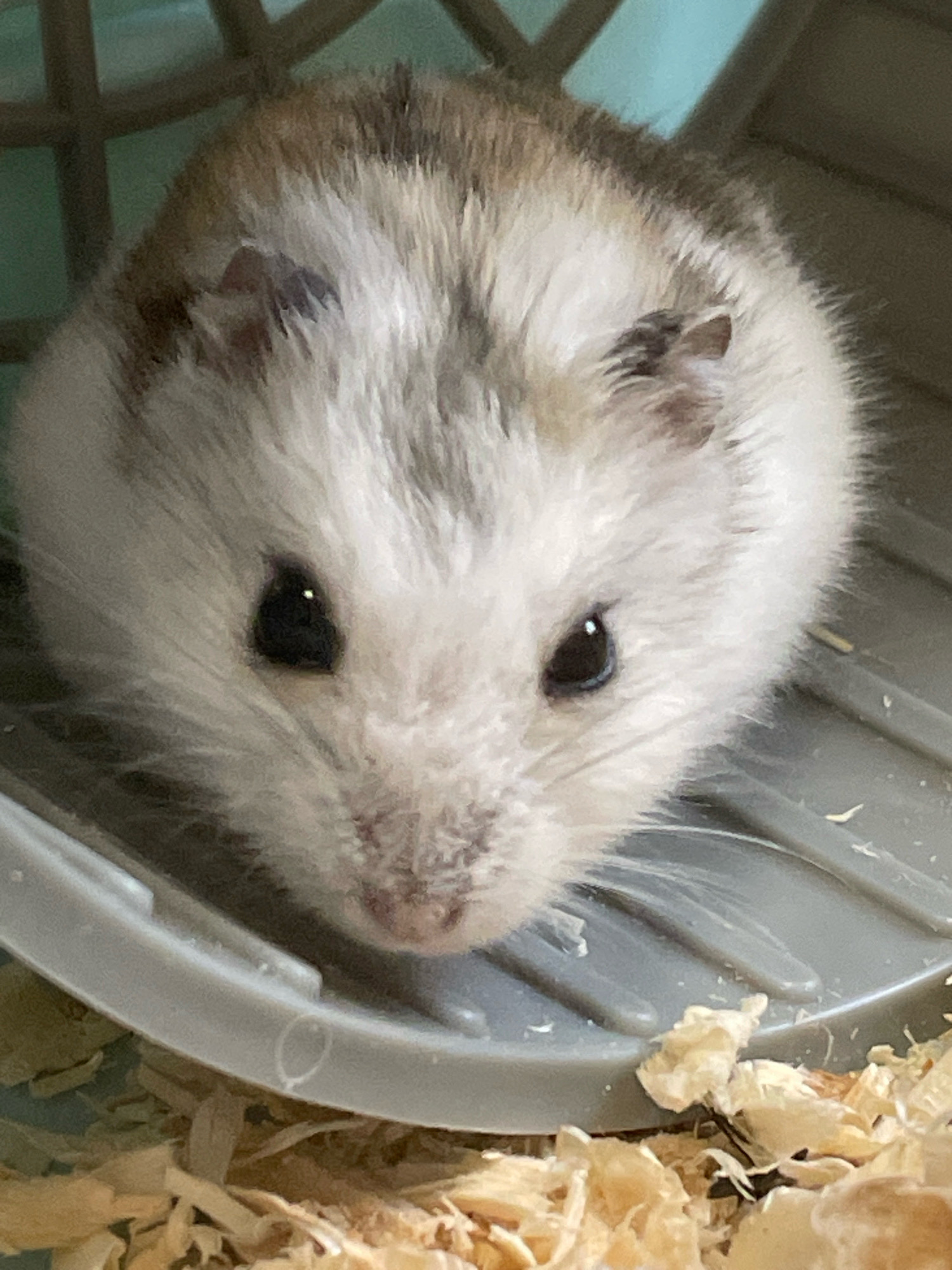 A close-up, eye-level shot shows a Roborovski dwarf hamster with mottled grey and white fur. The hamster is positioned in the lower center of the frame, facing forward with its head tilted slightly down. Its dark eyes, reflecting a tiny white glint, are prominent. The hamster is resting on a grey plastic surface with ridges, within what appears to be a cage. The background is out of focus, with a blurred green cage structure visible in the upper left and a light blue background behind it. The foreground consists of light brown wood shavings. The scene is indoors. There is no indication of the city of Baranovka, Russia.