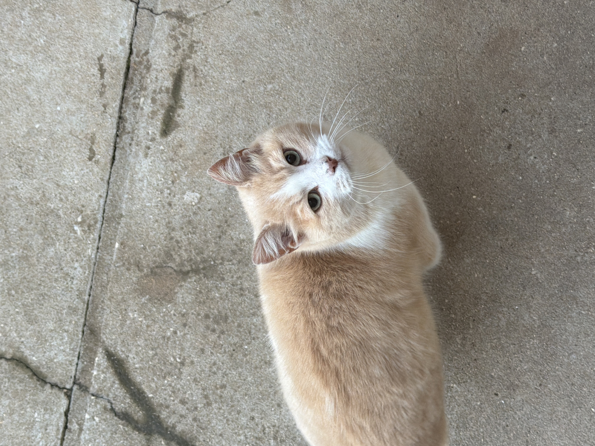 An eye-level, medium shot depicts a tan and white cat on a concrete surface. The cat is positioned in the center of the frame, facing upwards, its head tilted to the left. The background is a plain concrete surface, light gray in color, marked by hairline cracks and slight textural variations. The cat has pale green eyes, a pink nose, and long white whiskers. The tan fur is smooth and short. No people are visible. The location is not identifiable as Buhovo, Bulgaria based on the visual evidence.
