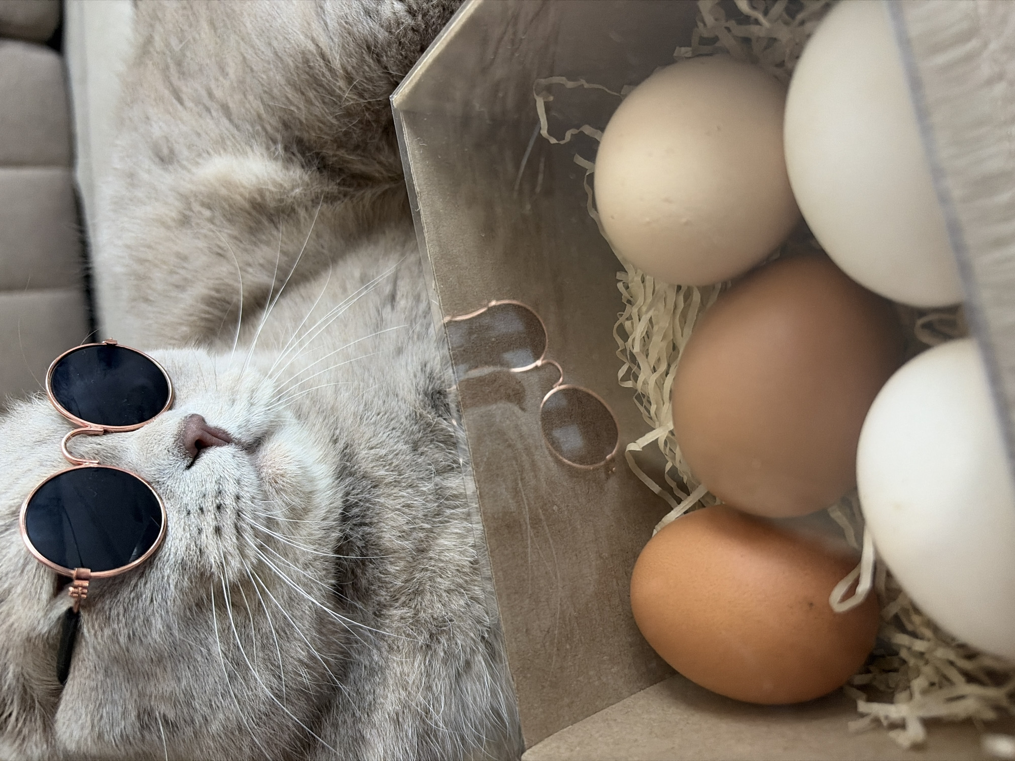 A light-colored tabby cat wearing round, dark sunglasses is lying next to a box containing five eggs of varying shades of brown and white. The eggs are nestled in shredded paper. The location is not discernible from the image.