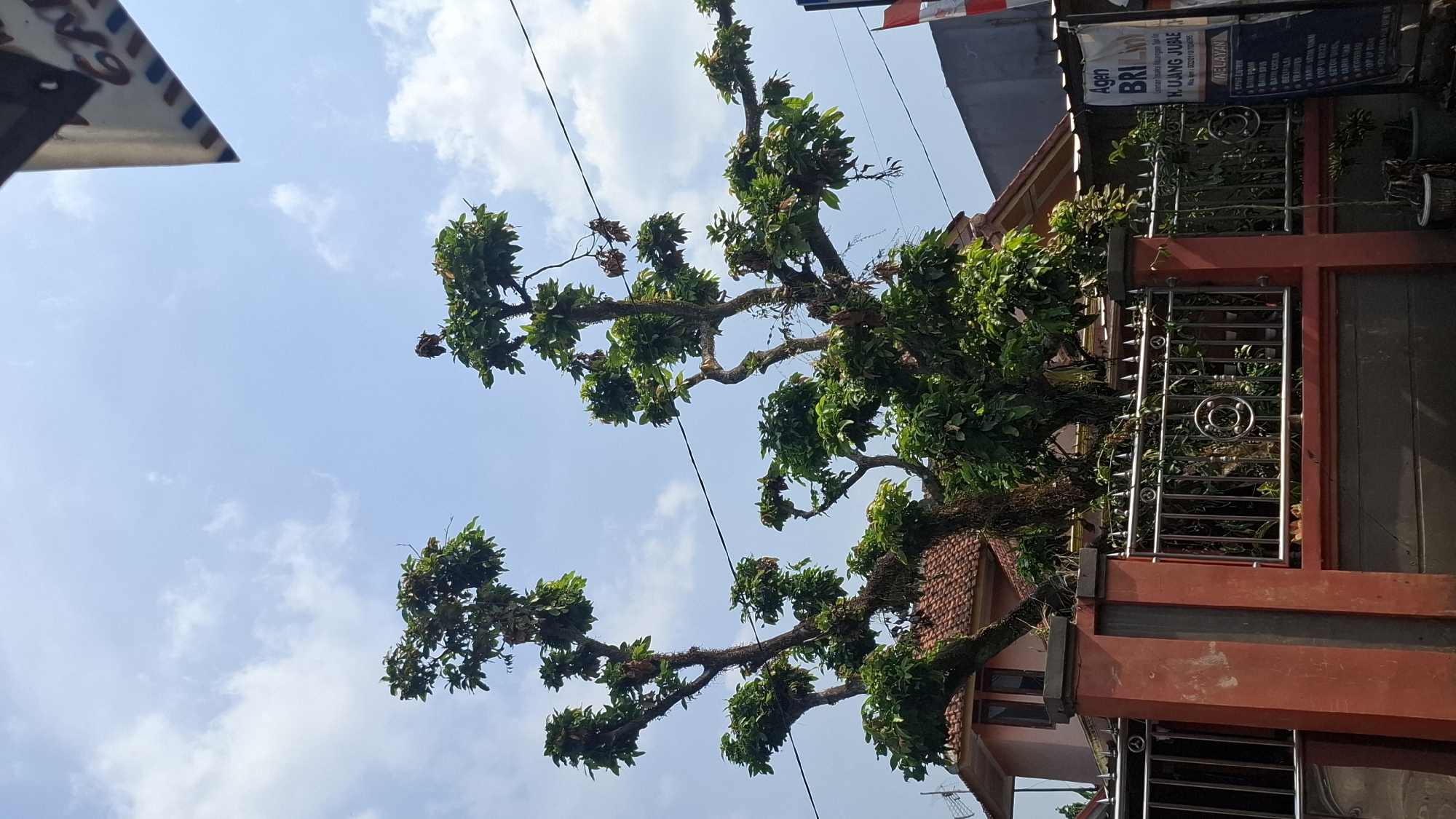 In Cilaku, Indonesia, on a sunny day, a large, stylized tree with green leaves and brown branches is the central subject, framed against a blue sky with scattered white clouds. The tree's branches are artfully shaped, extending outwards and upwards.
Behind the tree, a portion of a building with a reddish-brown tiled roof is visible, appearing to be a house. A red and grey fence with silver metal bars runs across the foreground, separating the viewer from the property.
To the right of the frame, a sign with Indonesian text, including "Agen BRI," is mounted on a wall. The sign appears to list various banking services. The overall scene depicts a residential area with lush vegetation and evidence of local commerce. There are no people or animals clearly visible in the image. The perspective suggests the photo was taken from street level.