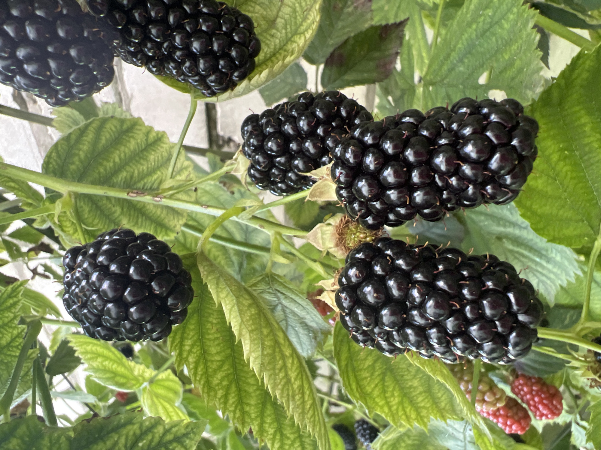 A close-up, vertical shot showcases several ripe blackberries on a branch. The blackberries are a deep, glossy black, with individual drupelets clearly visible. Some have small, spiky remnants of their flower structure at the bottom. Surrounding the berries are vibrant green leaves, some showing veining, and hints of other, less ripe, red berries in the background. The lighting suggests an outdoor setting, possibly a garden, with the blurred background indicating a shallow depth of field. The overall impression is one of natural abundance and the fresh beauty of the fruit.