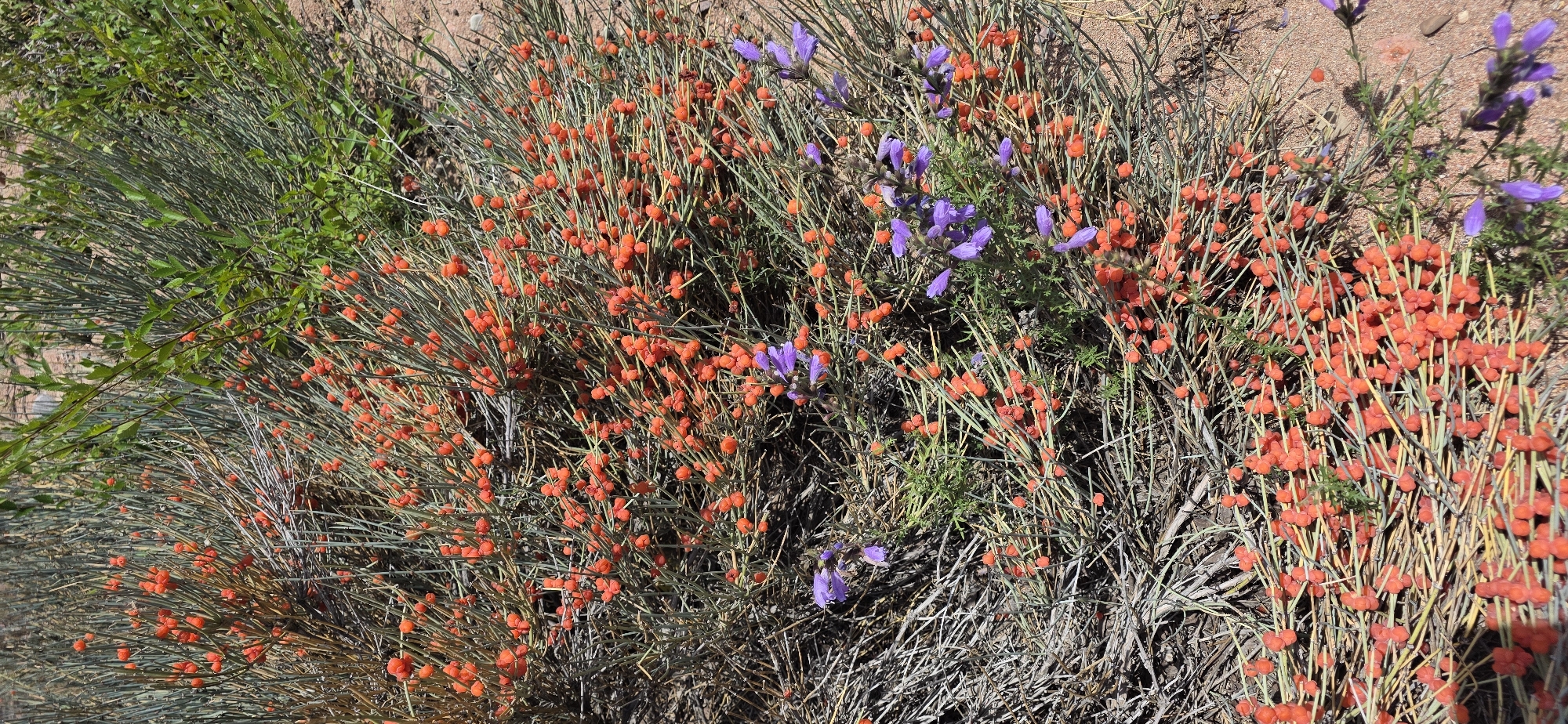 The image shows a close-up view of a dense, bushy plant with thin, gray-green stems covered in numerous small, round, bright orange berries. Interspersed among the orange berries and stems are a few delicate, purple flowers. The plant is growing in a sandy, arid environment, with patches of dry earth visible. Some green foliage from other plants can be seen in the background. The scene appears to be outdoors and likely in a natural setting, possibly a desert or steppe region. There are no people or visible human activity in the image. The location is identified as the city of Tosor, Kyrgyzstan.