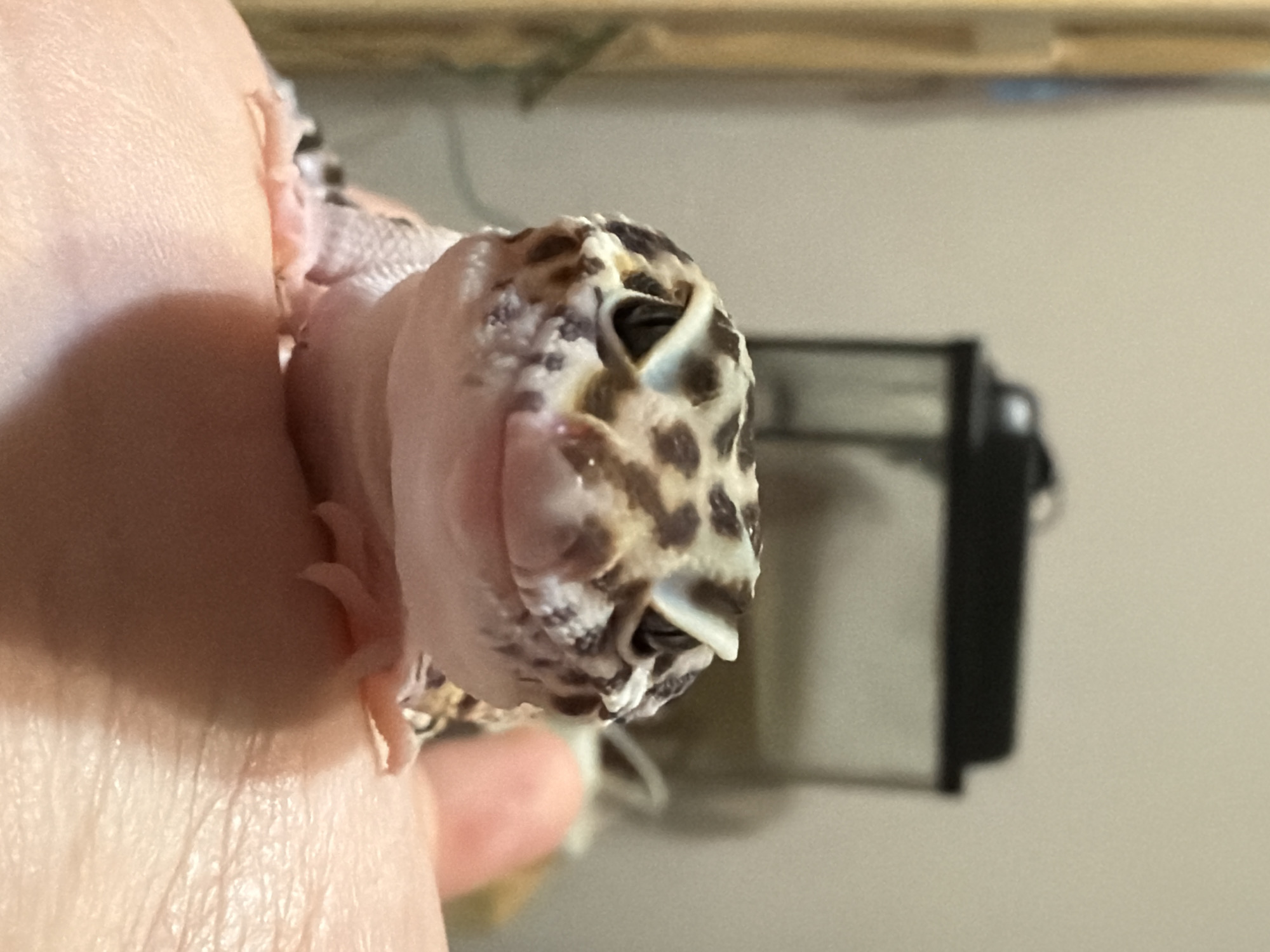 The image shows a close-up of a leopard gecko being held in a person's hand. The gecko is facing the camera and has its tongue slightly protruding. The gecko has a spotted pattern on its head. The background is out of focus, but a black object is visible. There is no indication of Izhevsk, Russia.