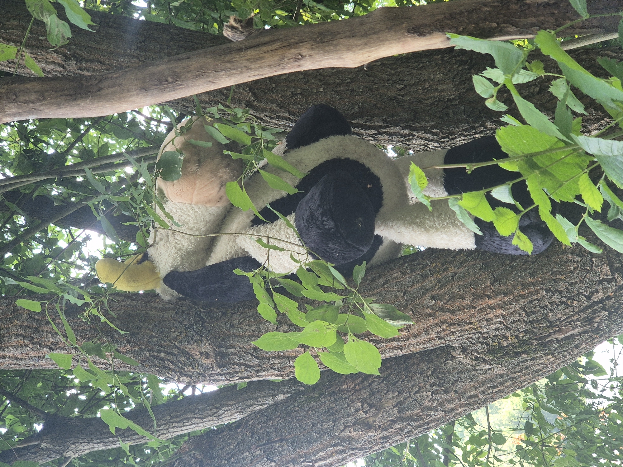 A stuffed animal is resting on a tree branch. The stuffed animal appears to be a cow or a similar farm animal, with white and black fur. It is lying on its back, with its legs extending upwards. The tree branches are thick and covered in bark. Green leaves are scattered throughout the image, obscuring parts of the stuffed animal and the tree. The scene appears to be outdoors, in a wooded area. The lighting suggests it could be daytime, with sunlight filtering through the leaves. There is no visible text in the image.