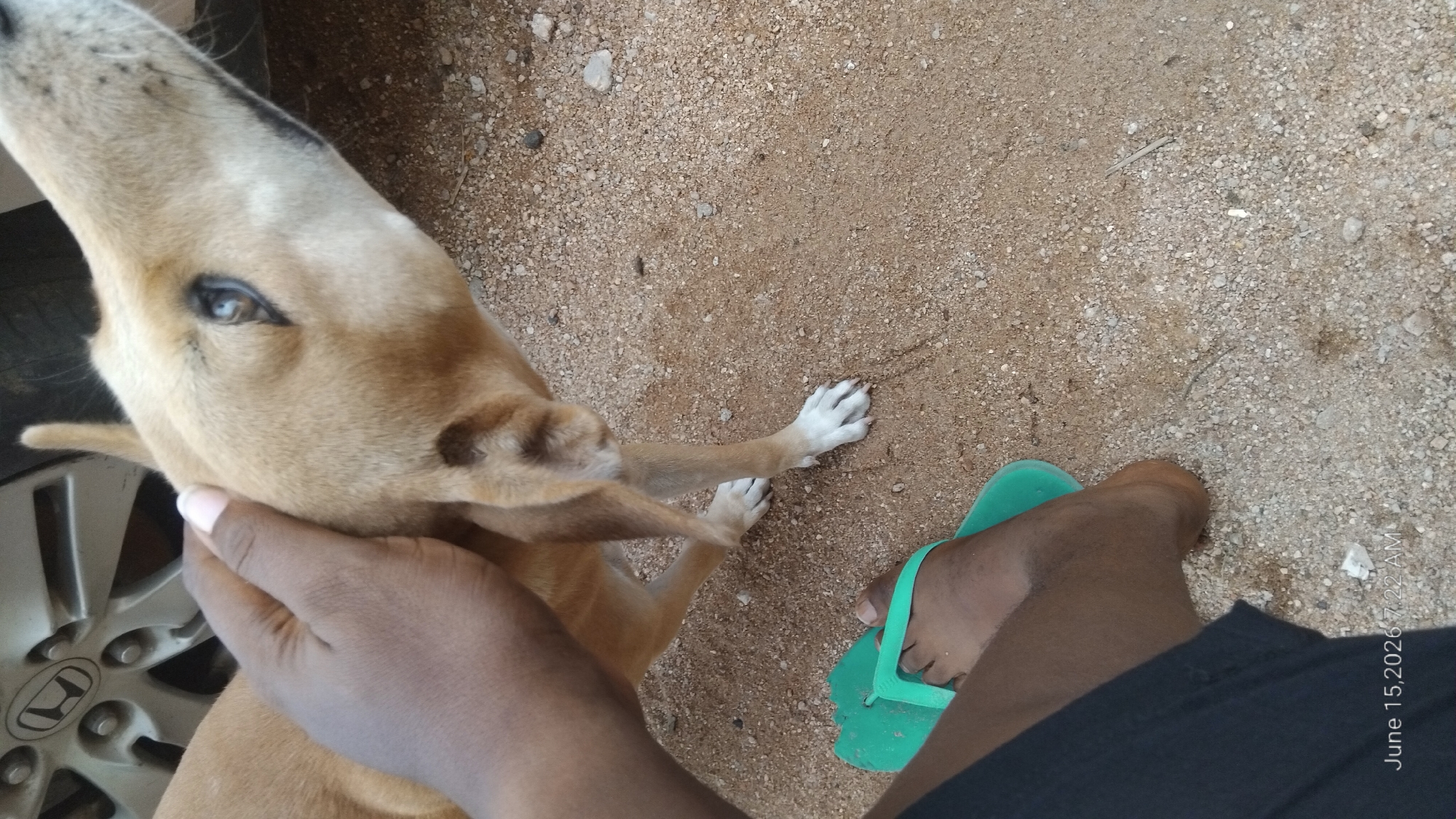 A light brown dog is being petted by a person's hand on its head, near a car wheel. The dog's head is angled upwards and to the right. A person's foot wearing a green flip-flop is visible in the lower left corner. The ground is covered in gravel and sand. The scene appears to be outdoors. The timestamp in the lower left corner indicates the image was taken on June 15, 2026, at 7:22 AM. There is no information in the image to determine the specific location in the city of Howayi, Nigeria.