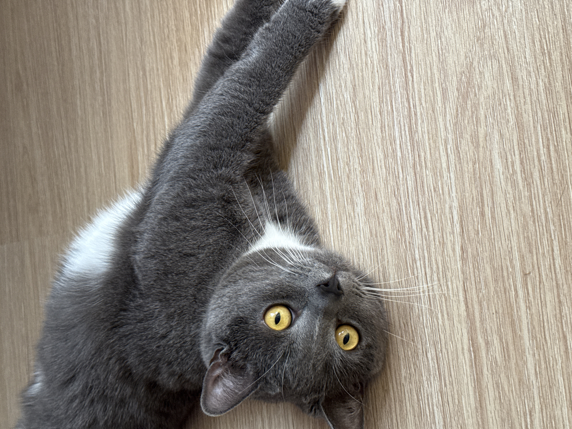 A gray cat with bright yellow eyes is lying on its side on a light-colored wooden floor. The cat is facing the camera, with its head tilted to the side. It has white markings on its chest and a white patch on its back. The wooden floor has a visible grain pattern. The image is well-lit, with soft shadows. The overall impression is one of a relaxed and comfortable pet in an indoor setting. There are no people or other animals present in the image. The location of Chaikovsky, Russia is not visually discernible from the image itself.