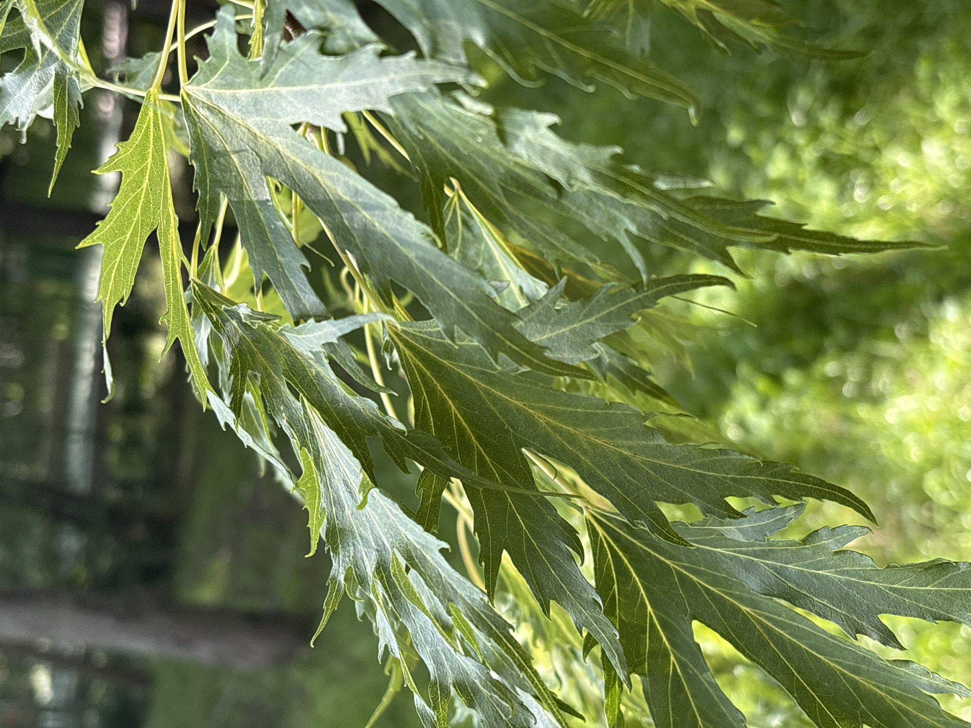 The image is a close-up shot of green leaves on a branch, with a blurred background of greenery and a tree trunk. The leaves are elongated and deeply serrated. The lighting suggests it is daytime, with sunlight filtering through the leaves, creating highlights and shadows. The environment appears to be outdoors, likely in a park or natural setting. There is no indication of the specific location in Kazan, Russia, nor are there any people or discernible actions.
