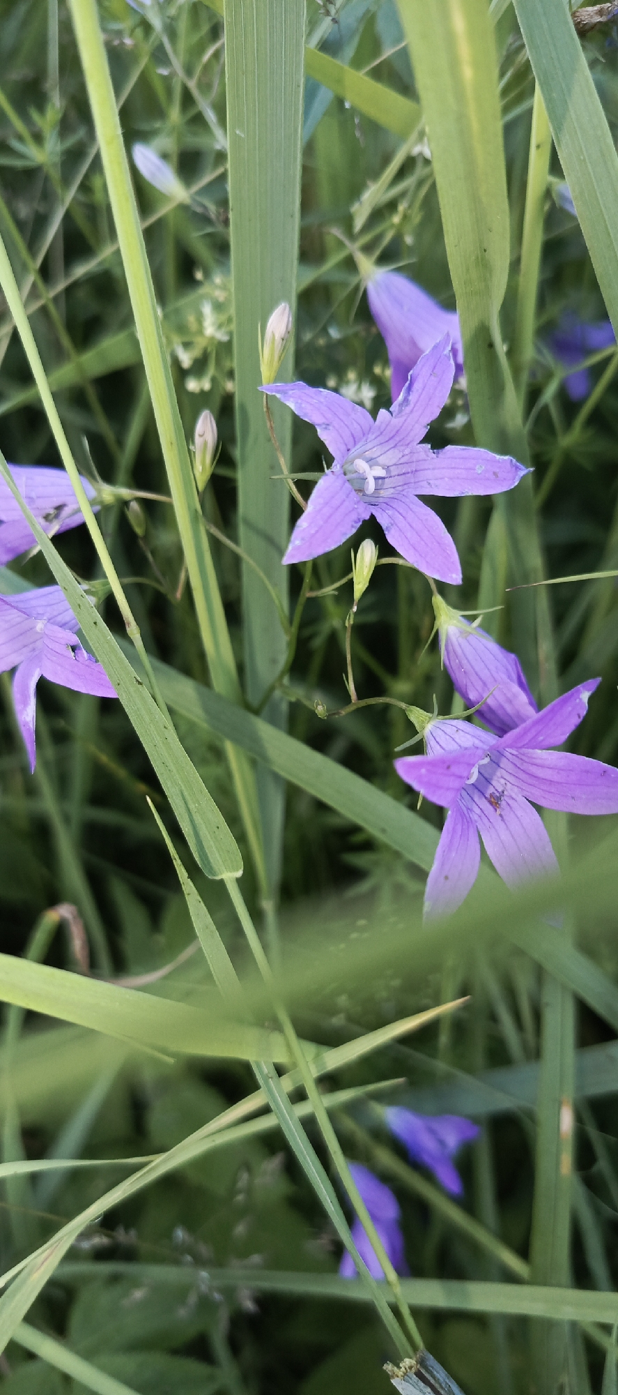 A close-up, eye-level shot captures several purple bell-shaped flowers amidst tall green grass and foliage. The flowers, some fully bloomed and others in bud, are characterized by their five pointed petals with visible dark purple veins. The background is a blur of green, suggesting a natural, outdoor environment. The scene appears to be a still life, focusing on the delicate beauty of the flowers and the surrounding plant life. The location is specified as Merchalovo, Russia. No people or animals are visible in the image.
