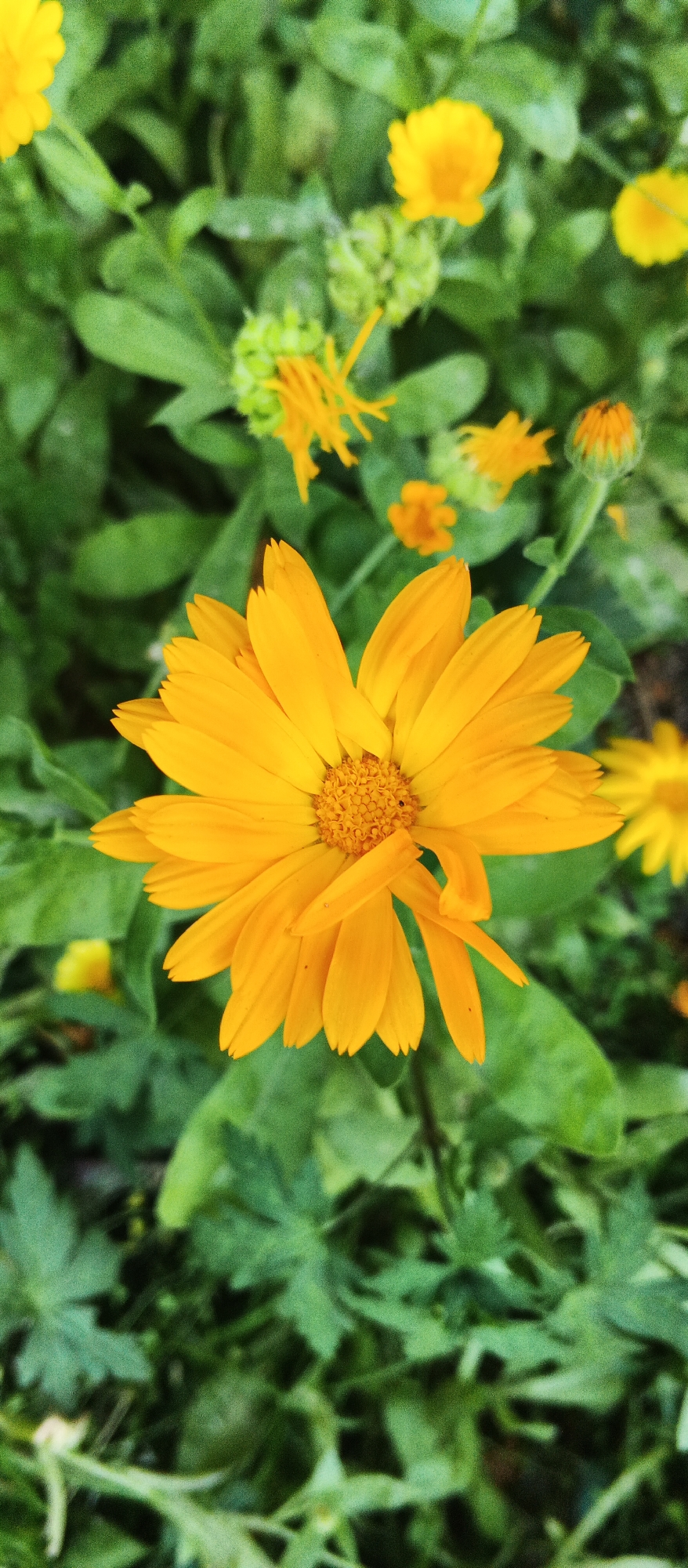 This is a close-up, vertical, eye-level shot of a bright orange calendula flower, also known as pot marigold. The flower is in full bloom and occupies the majority of the frame. Its petals are a vibrant orange, with some lighter yellow hues towards the tips. The center of the flower features a dense collection of smaller, tightly packed florets, also in shades of orange and yellow. The flower is set against a blurred background of green foliage, with other calendula flowers and buds visible in various stages of development. Some of these are also orange, while others are less developed buds in green with hints of orange.
The lighting suggests it is daytime, with soft, diffused light that doesn't create harsh shadows on the flower. The overall mood is cheerful and natural, highlighting the beauty of the blooming flower. The image appears to have been taken outdoors in a garden or natural setting. There are no people or animals visible. The presence of multiple calendula plants suggests a garden setting. The location context provided is Izhevsk, Russia, which implies the photo was taken there. No text is visible in the image.