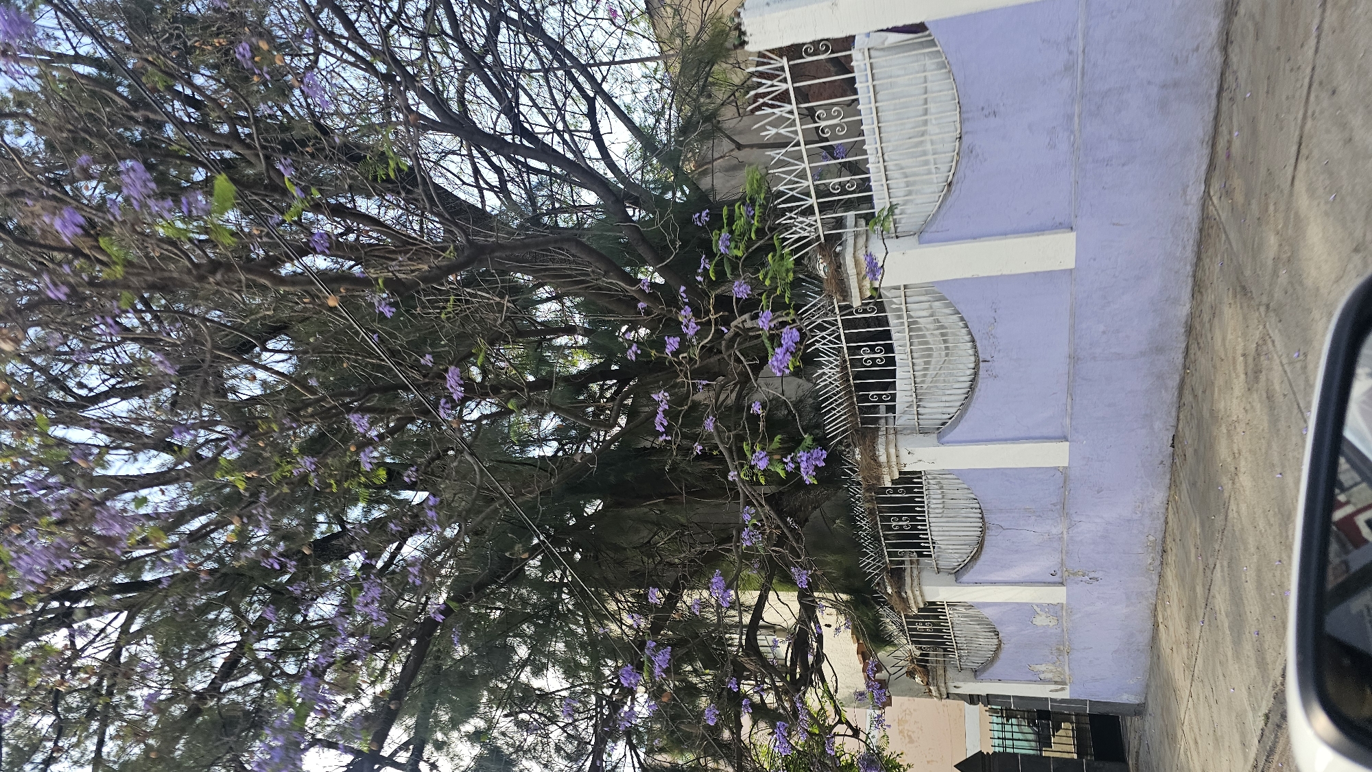 This vertically oriented image captures a bright daylight scene, likely from a vehicle, with a portion of a car's side mirror visible on the far right. The central and dominant subject is a large tree, heavily laden with clusters of vibrant purple flowers, indicative of a Jacaranda in bloom. Its intricate network of brown branches, some bare and others with sparse green leaves, fills a significant part of the frame, with glimpses of a clear blue sky through its canopy.
To the right of the tree, a building painted in a distinctive light lavender or purple hue is visible. This structure features prominent white pillars and ornate white metal grates, possibly covering arched windows or openings, which add a decorative architectural element. The grates display an elegant scrollwork pattern. The ground in the lower right appears to be a concrete sidewalk or street, showing some scattered purple petals.
The scene suggests an urban or suburban setting, with no people visible. The time of day is clearly daytime, under bright and clear weather conditions. The presence of the flowering Jacaranda tree and the architectural style are consistent with the provided location context of Puebla, Mexico. There is no visible text in the image.