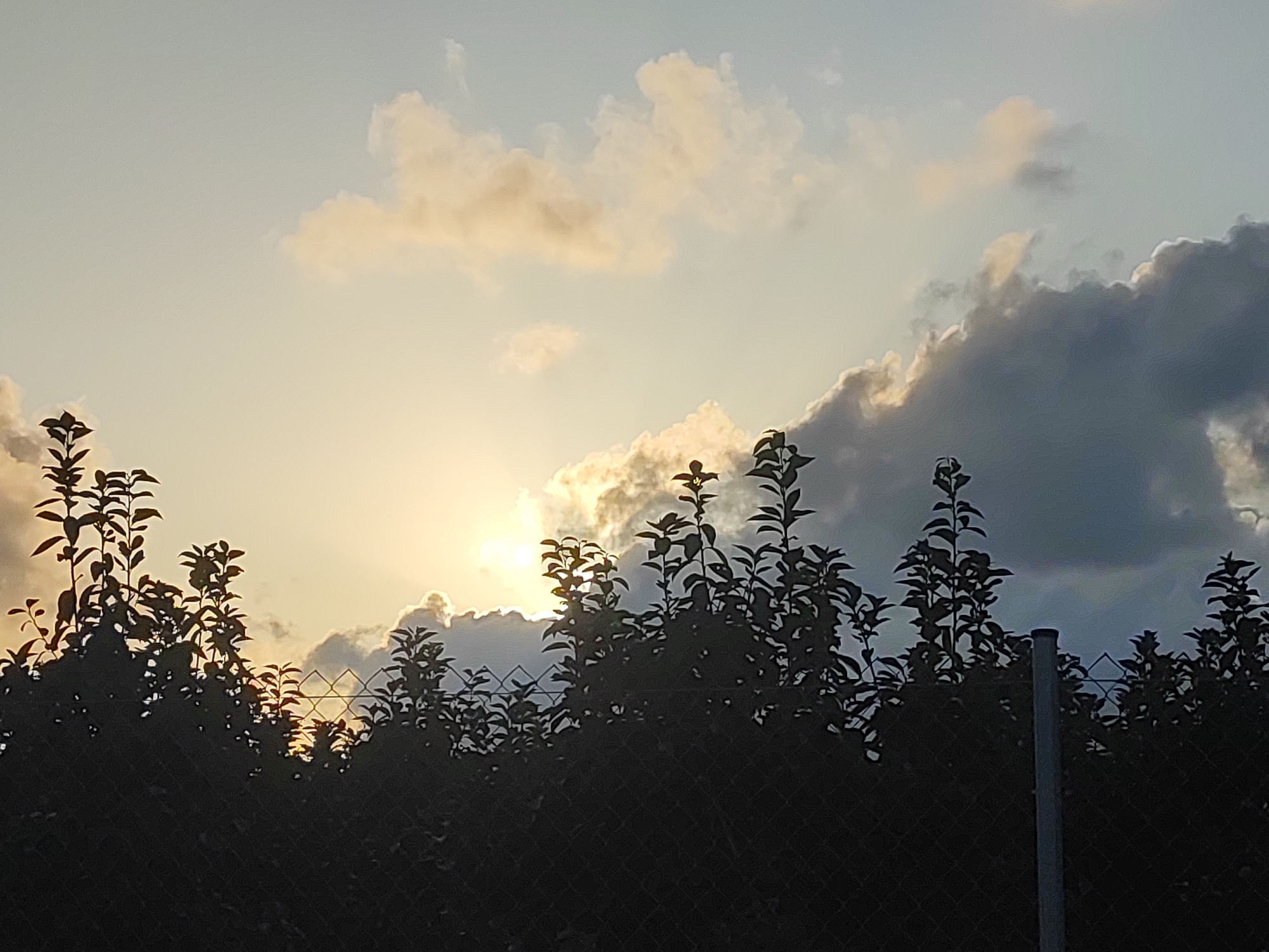 This is a medium-angle, full shot of a sunset with silhouetted trees and a chain-link fence in the foreground. The sun is partially obscured by clouds and is emitting rays of light. The sky is a pale blue, transitioning to yellow near the horizon. The clouds are a mix of white and gray, with some illuminated by the setting sun. The trees are dark and leafy, with branches extending upwards. The fence runs horizontally across the lower part of the image, and a metal pole is visible on the right side. The scene appears to be set in an outdoor, possibly suburban or rural area, with the city of Alcàsser, Spain, as the backdrop. There are no people or animals visible in the image.