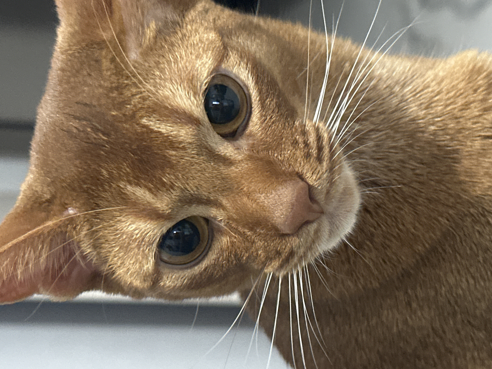A close-up captures the face of a ginger cat, likely an Abyssinian, at a slightly tilted angle. The cat's large, dark eyes dominate the composition. Its fur is short and uniformly ginger, with white whiskers radiating from its muzzle. The background is blurred, suggesting the photo was taken indoors against a neutral surface. There is no evidence to suggest that this image was taken in Kazan, Russia.