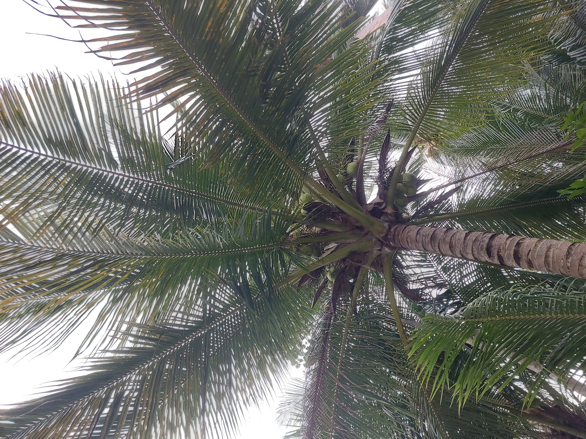 An upward-facing shot captures the canopy of a mature coconut palm tree in Baan Mae Nam, Thailand. The thick, textured trunk of the palm rises from the bottom center of the frame, with its rough bark exhibiting a pattern of horizontal ridges. Large, frond-like leaves, a vibrant green with some tips showing signs of browning, fan out from the top of the trunk, creating a dense overhead cover. Clusters of young coconuts, small and green, are visible amongst the fronds. The background is a bright, overcast sky, which diffuses the light and highlights the intricate details of the palm's foliage. The surrounding environment suggests a tropical setting, with hints of other greenery peeking through the palm fronds at the bottom. There are no people or animals visible in the scene.