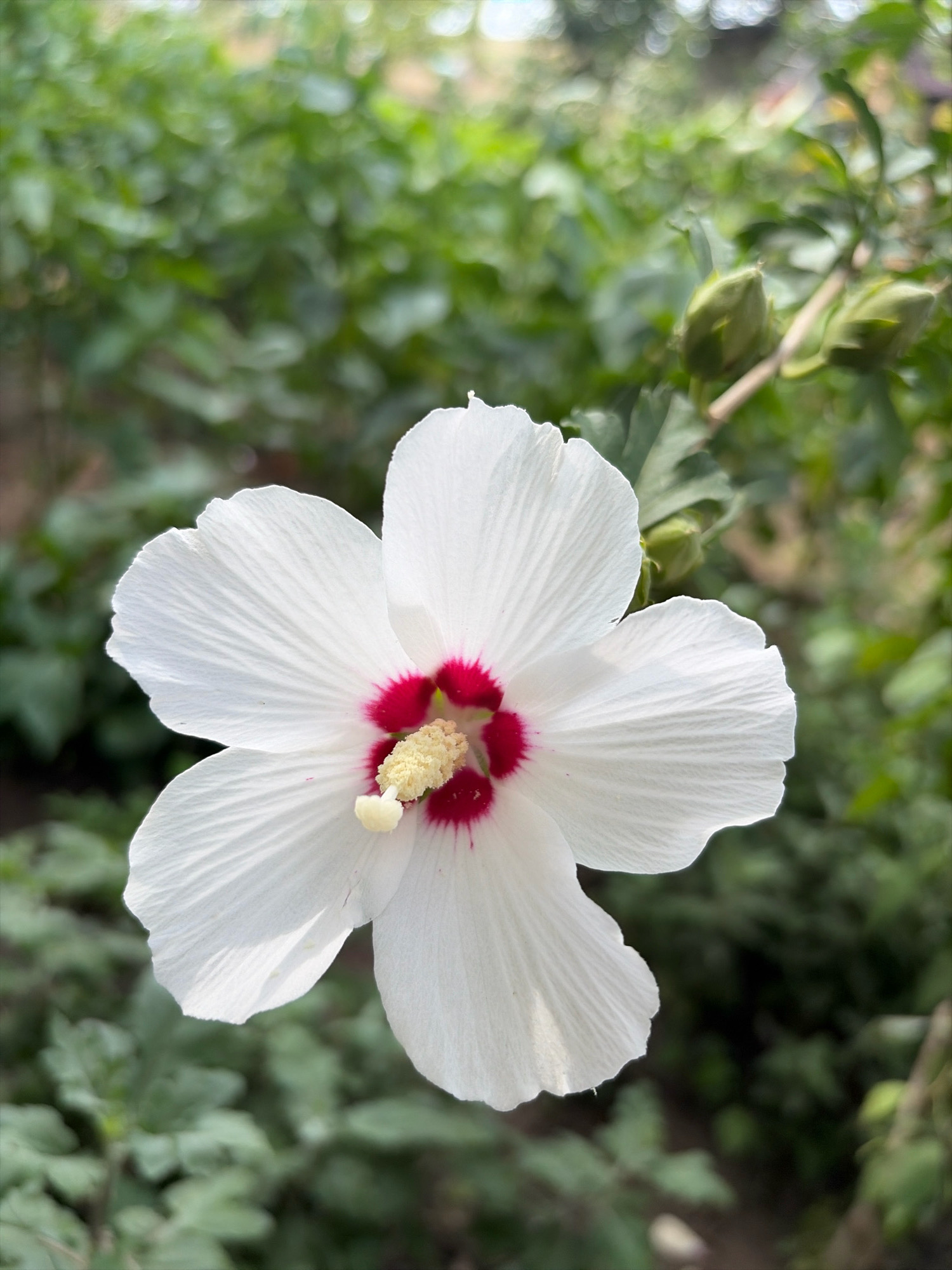 A close-up, eye-level, vertical shot showcases a white hibiscus flower in full bloom, centered in the frame. The flower displays five delicate, white petals, intricately veined, with a vibrant red center. A pale yellow stamen extends from the heart of the flower. The background is a soft, blurred tableau of lush green foliage, suggesting an outdoor garden setting. Two unopened green flower buds are visible in the upper right quadrant, hinting at future blooms. The lighting is natural and diffused, highlighting the texture and color of the flower without harsh shadows. The image does not contain any people, actions, or interactions, focusing solely on the botanical subject and its immediate environment. The scene is static and serene. There is no indication of the city of Oxentea, Moldova, within the image itself.