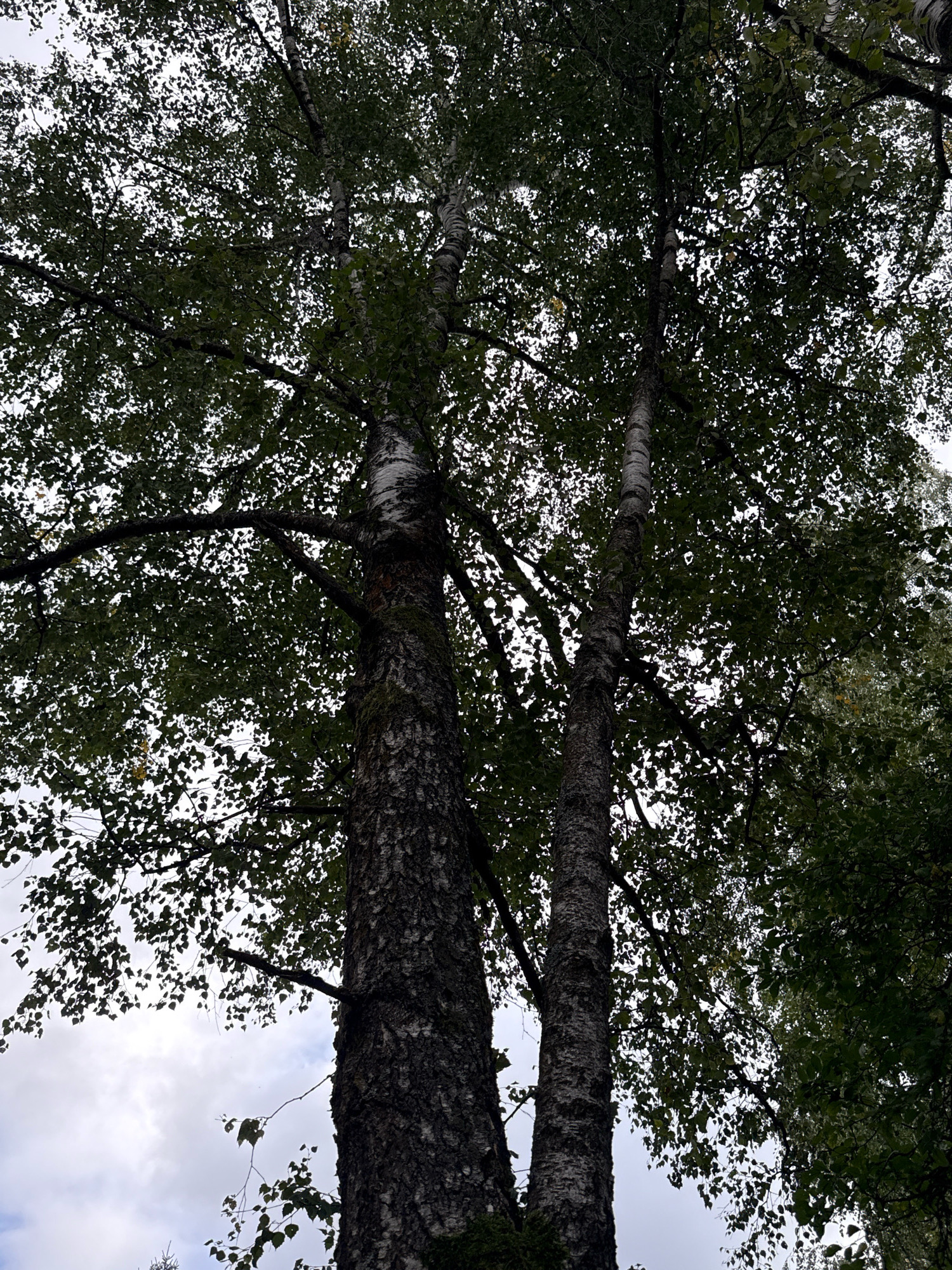 Two birch trees are visible, shot from a low angle looking upwards. The tree on the left is thicker and closer to the camera, with rough, dark bark and moss growing on its trunk. The tree on the right is thinner and slightly further away. Both trees are covered in dense green leaves, obscuring much of the sky. The sky is overcast and cloudy. The image appears to be taken in an outdoor environment, likely a natural setting within Rudamina, Lithuania. There are no people or animals in the frame.