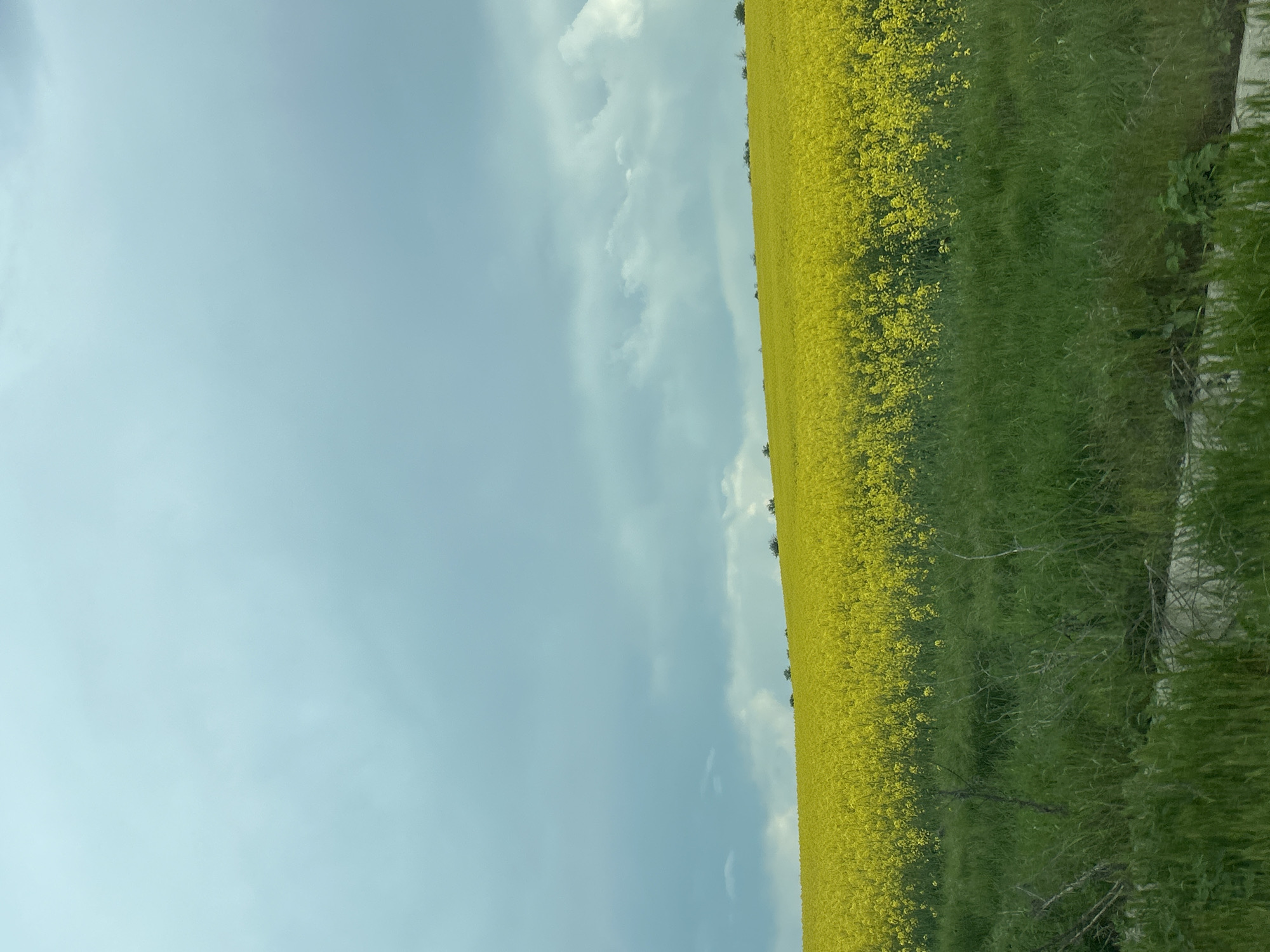 The image shows a field of yellow flowers alongside green grass, meeting a sky with wispy clouds. The photo is taken at an angle, with the horizon running diagonally across the frame. The location is unknown.