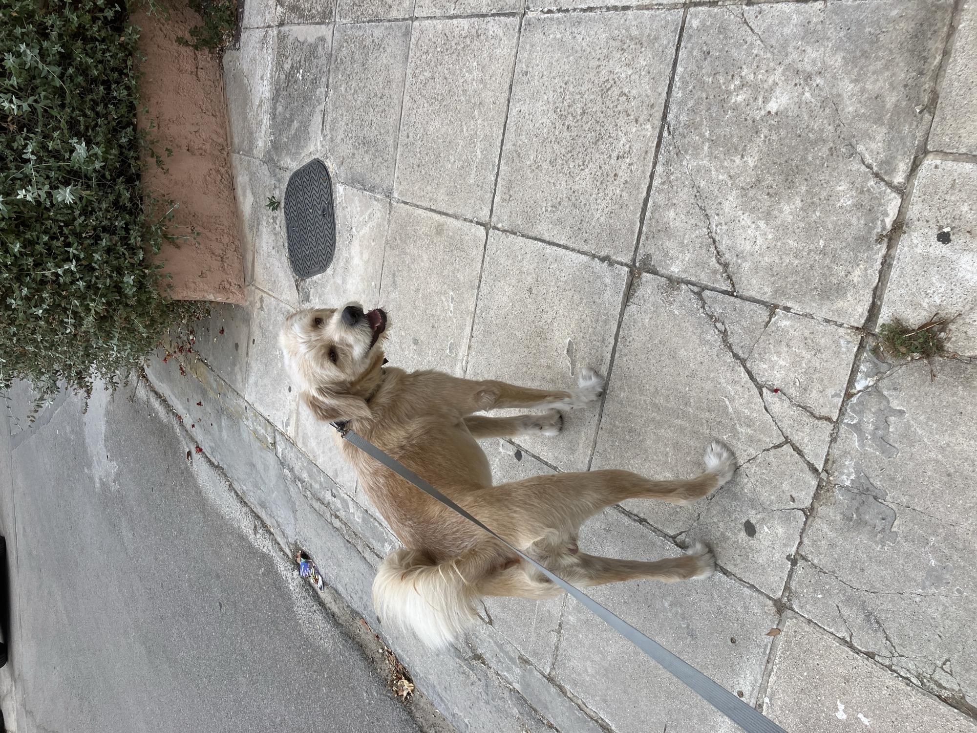 A medium-sized, light-colored dog with a fluffy tail is standing on a cracked concrete sidewalk, looking upwards and to the right. The dog is on a leash, which extends out of frame to the right. To the left of the sidewalk is a paved road with some debris and a patch of green foliage in a planter. Further left, the foliage is dense. To the right of the sidewalk, the concrete continues, also showing signs of wear and tear, with some small patches of grass growing in the cracks. There is a dark, textured cover embedded in the sidewalk in the upper left portion of the image. The lighting suggests it is daytime. The dog's mouth is open, and its expression appears alert or happy.