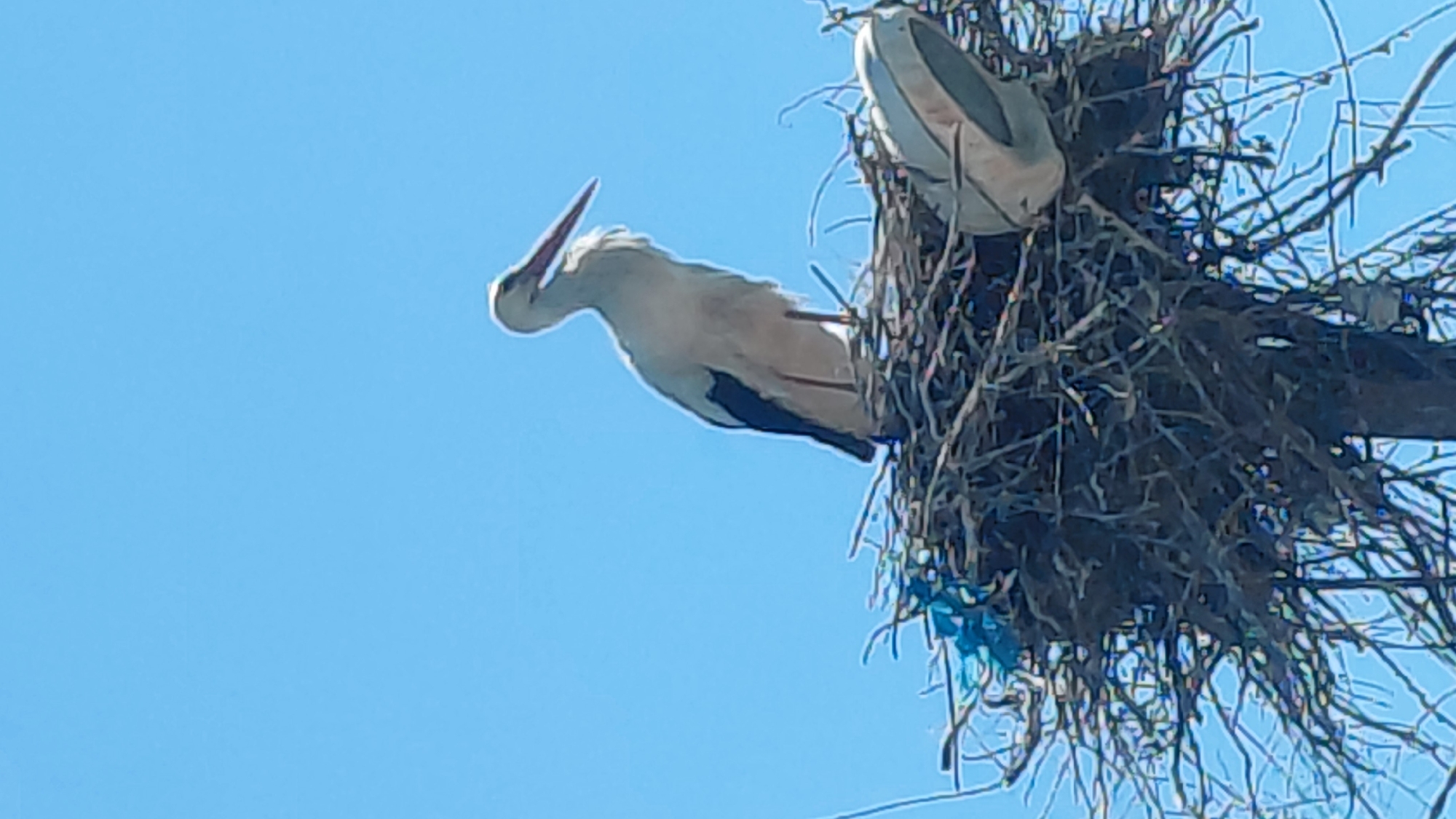 A low-angle shot shows a white stork with black accents standing next to a large nest of dark branches. Another stork is partially visible in the nest. The nest sits atop what seems to be a wooden utility pole. The sky is clear and light blue. The location is Unknown, Unknown.