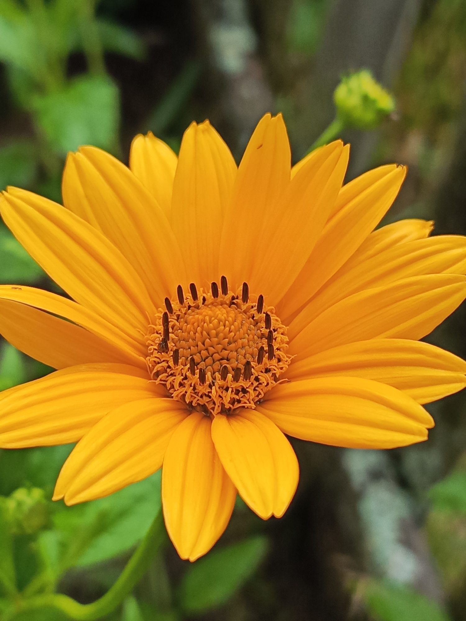 A close-up shot captures the vibrant orange petals of a daisy-like flower in full bloom. The center of the flower is a rich brown, adorned with delicate, dark brown stamens. The background is a soft blur of green foliage and darker, indistinct shapes, suggesting an outdoor setting. The image does not contain any information related to Kauchuk Stantsiya, Russia, or any individuals.