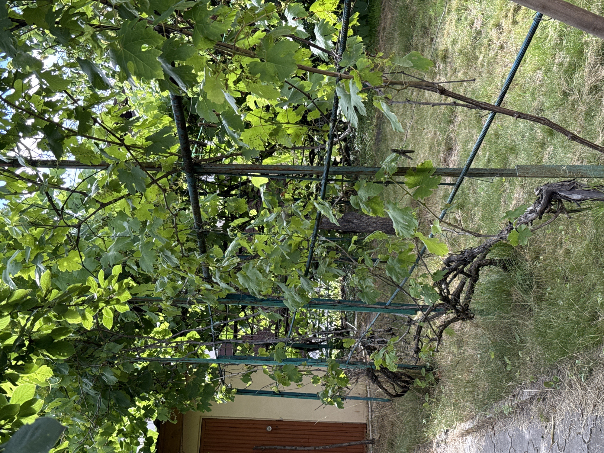 The image shows a dense canopy of green grape leaves and vines, with a trellis structure supporting them. Sunlight filters through the leaves, creating dappled light and shadow effects. In the background, there is a building with a light-colored wall and a brown wooden door, suggesting a residential or garden setting. The ground is covered with grass and some paving stones are visible. The overall scene conveys a sense of lush greenery and a rustic outdoor environment. The presence of the building and trellis implies a cultivated area, likely a garden or vineyard. The lighting suggests it is daytime, possibly late morning or afternoon, with bright sunlight. There are no people visible in the image. The image is oriented vertically, with the top of the frame showing more sky and leaves, and the bottom showing the building. There is no visible text in the image. The scene appears peaceful and natural, with the focus on the plant life and the surrounding outdoor elements.