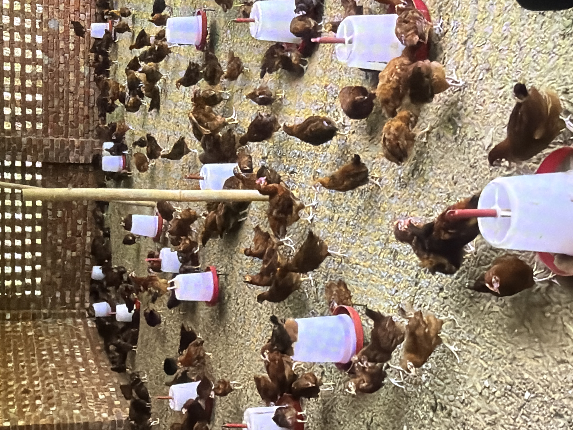 The image shows a chicken coop filled with numerous chickens, predominantly brown and black in color. The chickens are scattered across the floor, which is covered with a light-colored bedding material. Several white and red feeders are strategically placed around the coop, some of which contain water. The coop has brick walls and a ceiling with open, square-shaped windows, allowing some light to enter. The overall environment appears to be an agricultural setting. This scene is located in a chicken farm in Bukuru, Nigeria.