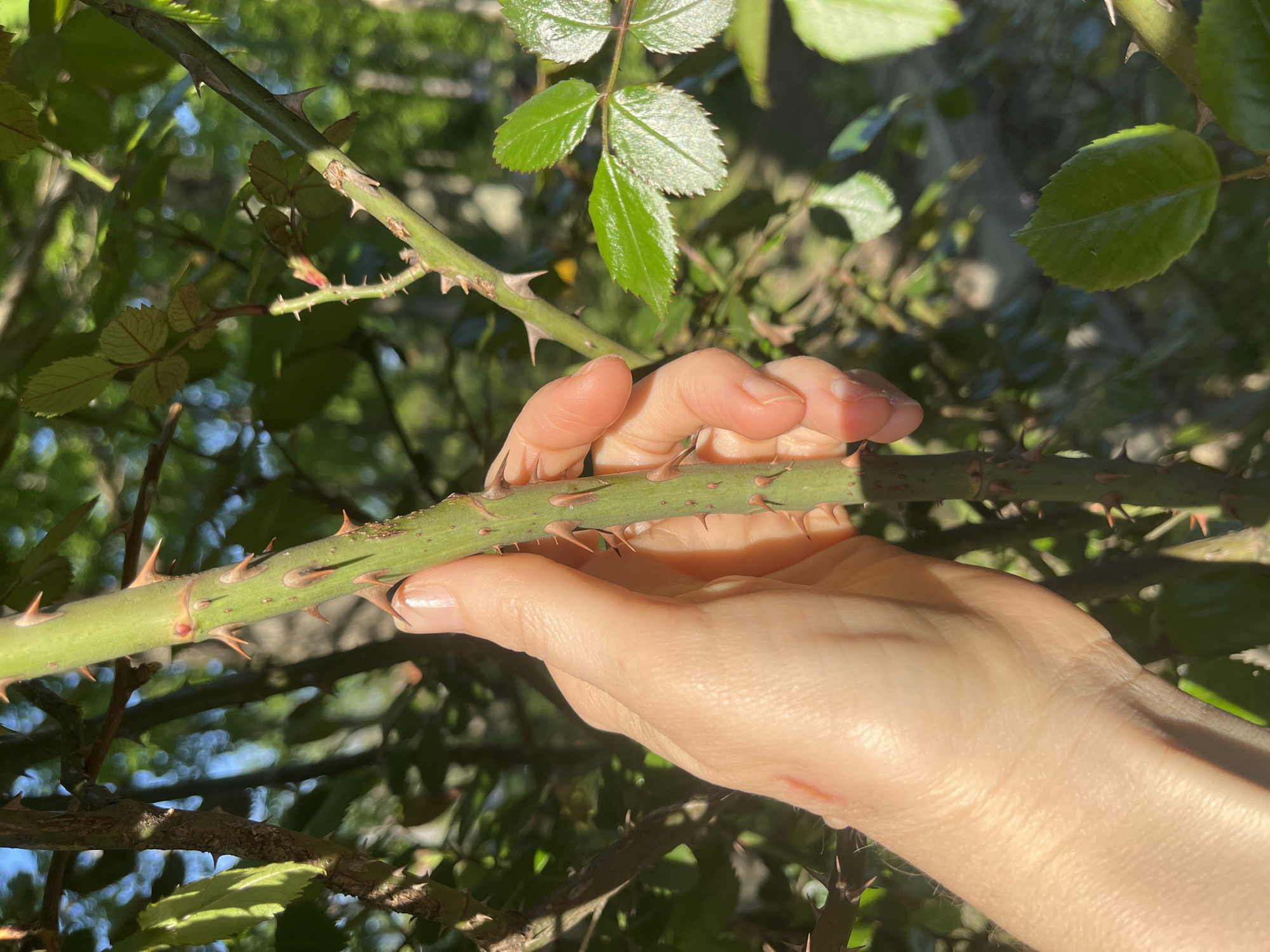 A hand is holding a green, thorny stem. The stem appears to be part of a rose bush, with thorns visible. The location appears to be in a garden setting.