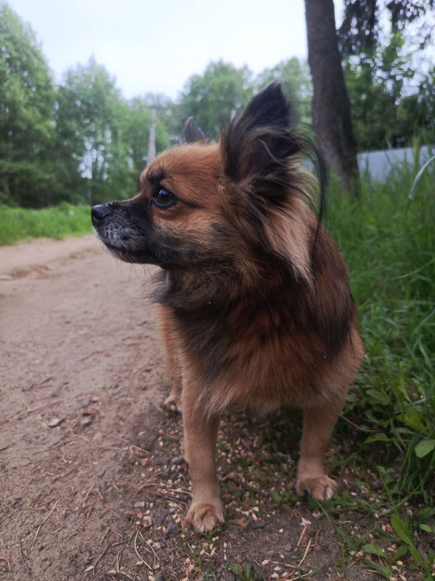 The image features a small, brown and black long-haired dog standing on a dirt path with green grass alongside it. The dog is facing left, its attention directed off-frame. The dog appears to be in a rural or semi-rural setting, with trees visible in the background. There is also what appears to be a fence in the background. Without additional information, it is not possible to determine the specific location in Chaikovsky, Russia.