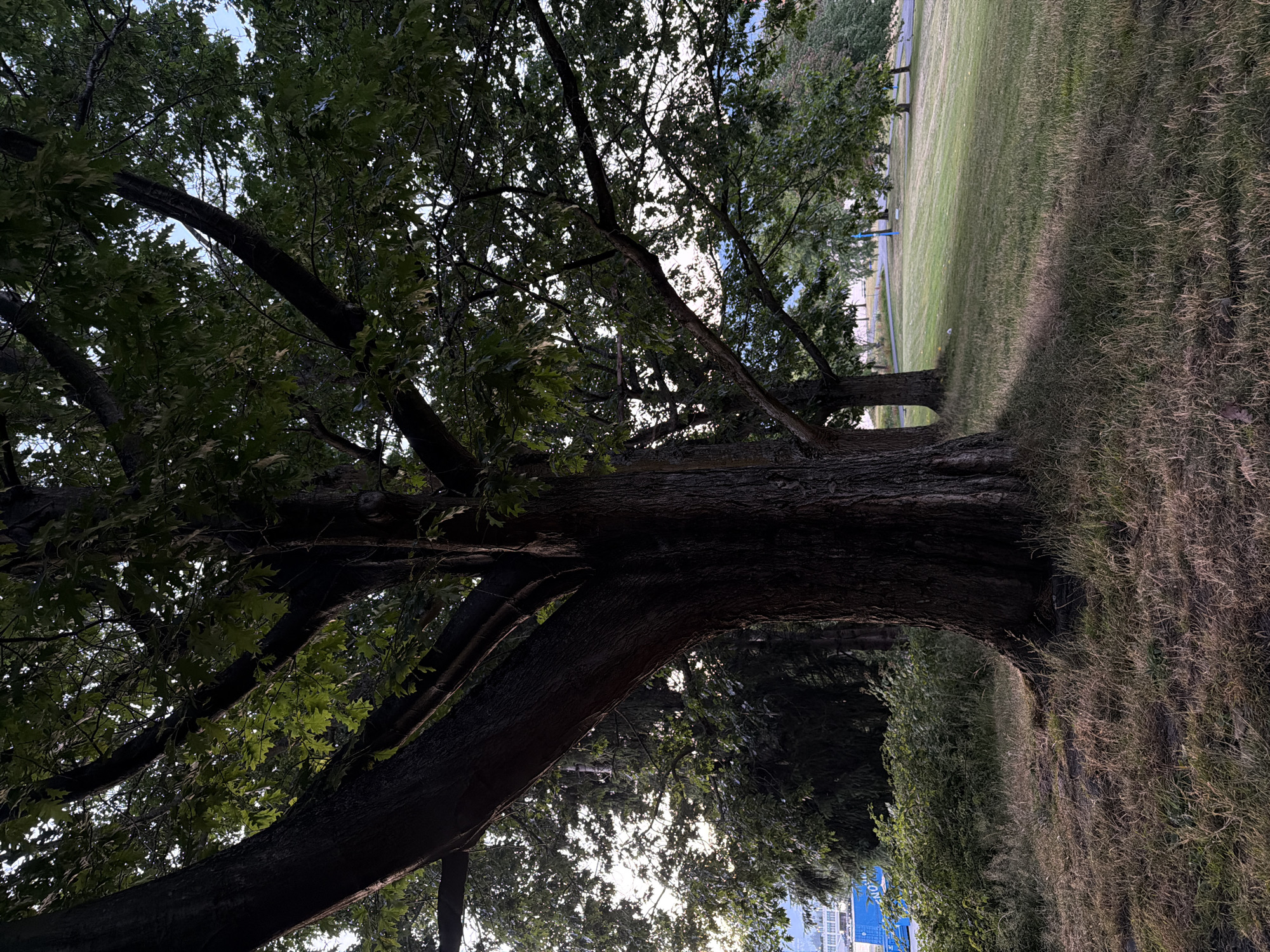 The image shows a large tree with a thick trunk in the foreground, casting a shadow on the dry, brown grass. Beyond the tree, a green lawn slopes gently upwards, dotted with other trees. In the distance, a paved path winds through the park, and a blue building is visible to the left, with the word "NO" on it. The sky is a pale blue, suggesting it might be late afternoon or early morning. The scene appears to be a park in Vancouver, Canada, possibly Stanley Park, given the presence of trees and the proximity to the water and buildings. There are no people or animals visible in the image.